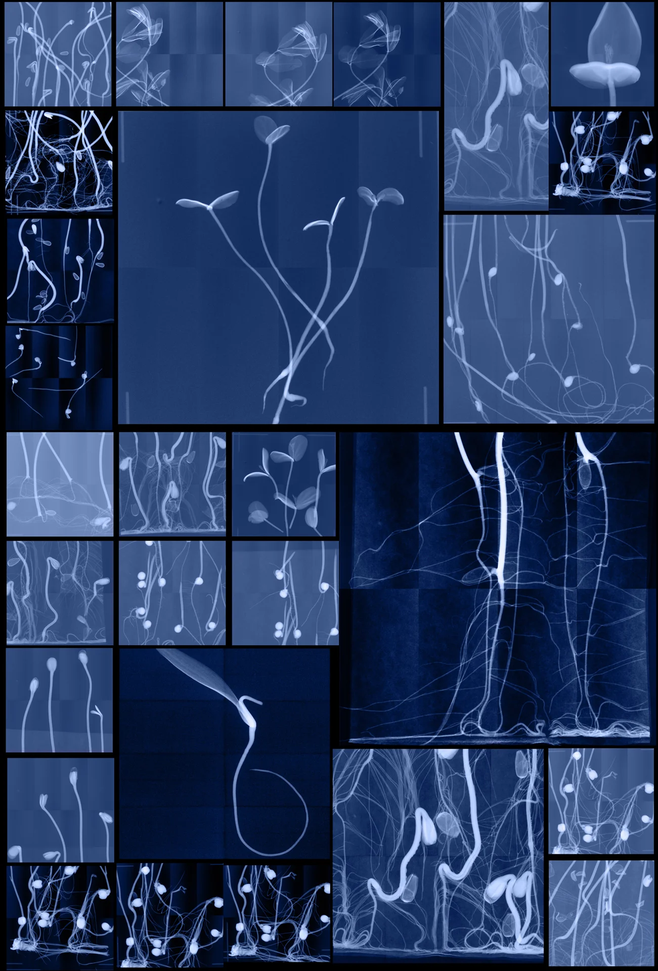 Seedling Cabinet I Digital Chromogenic Lenticular Prints, each 62” x 42” Digital collages made from x-rays captured at the National Center for Genetic Resources Preservation (USA) and the Millennium Seed Bank (England)