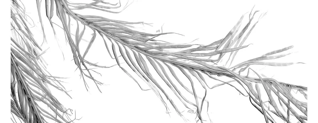 Dornith Doherty_Rachis_1000pxW with side bars for website.jpg