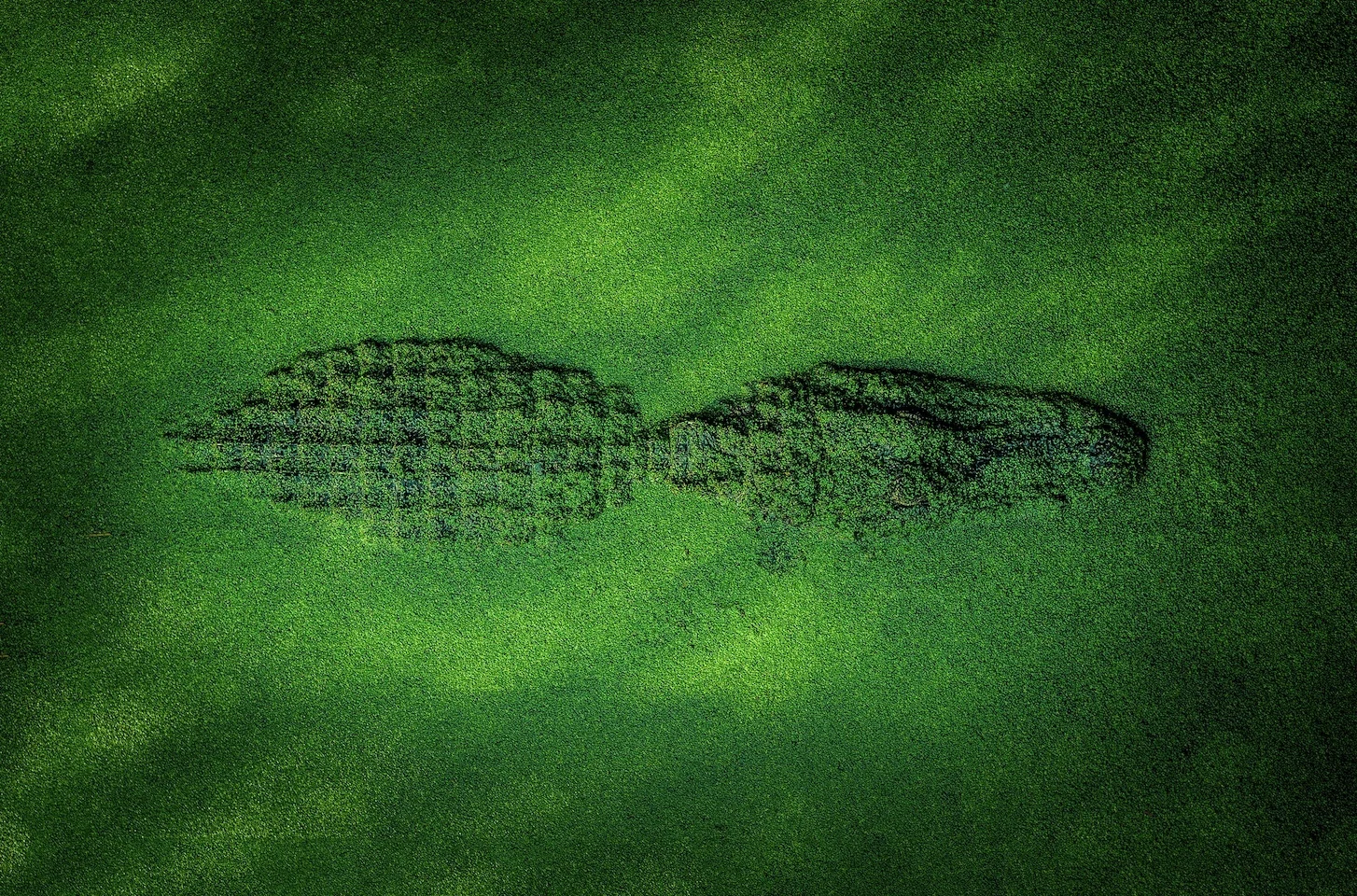 VGT logo: crocodile lurking in duckweed water, hidden wild energies waiting to emerge.