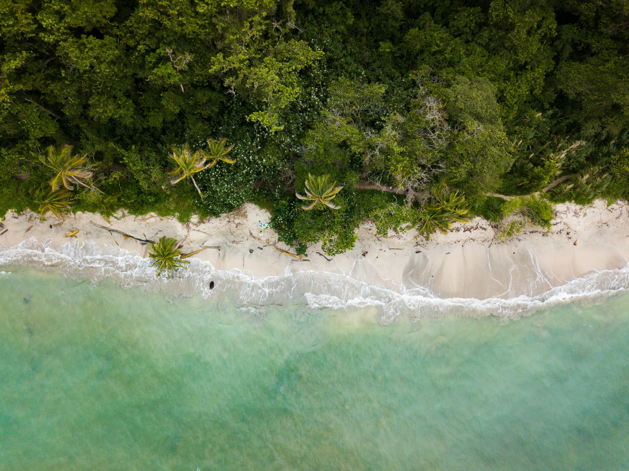 beach coastline with palm trees