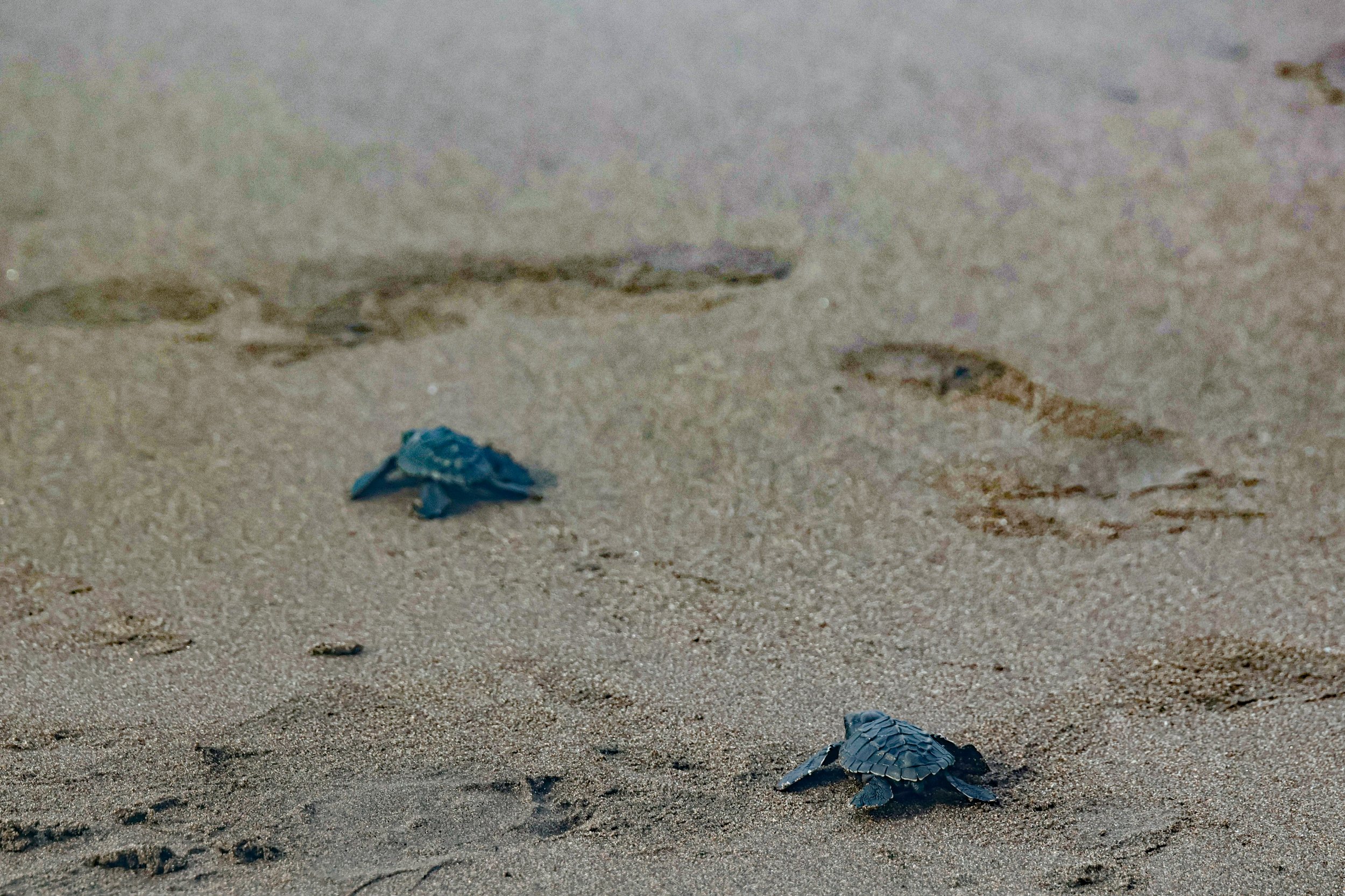baby turtles on beach sand