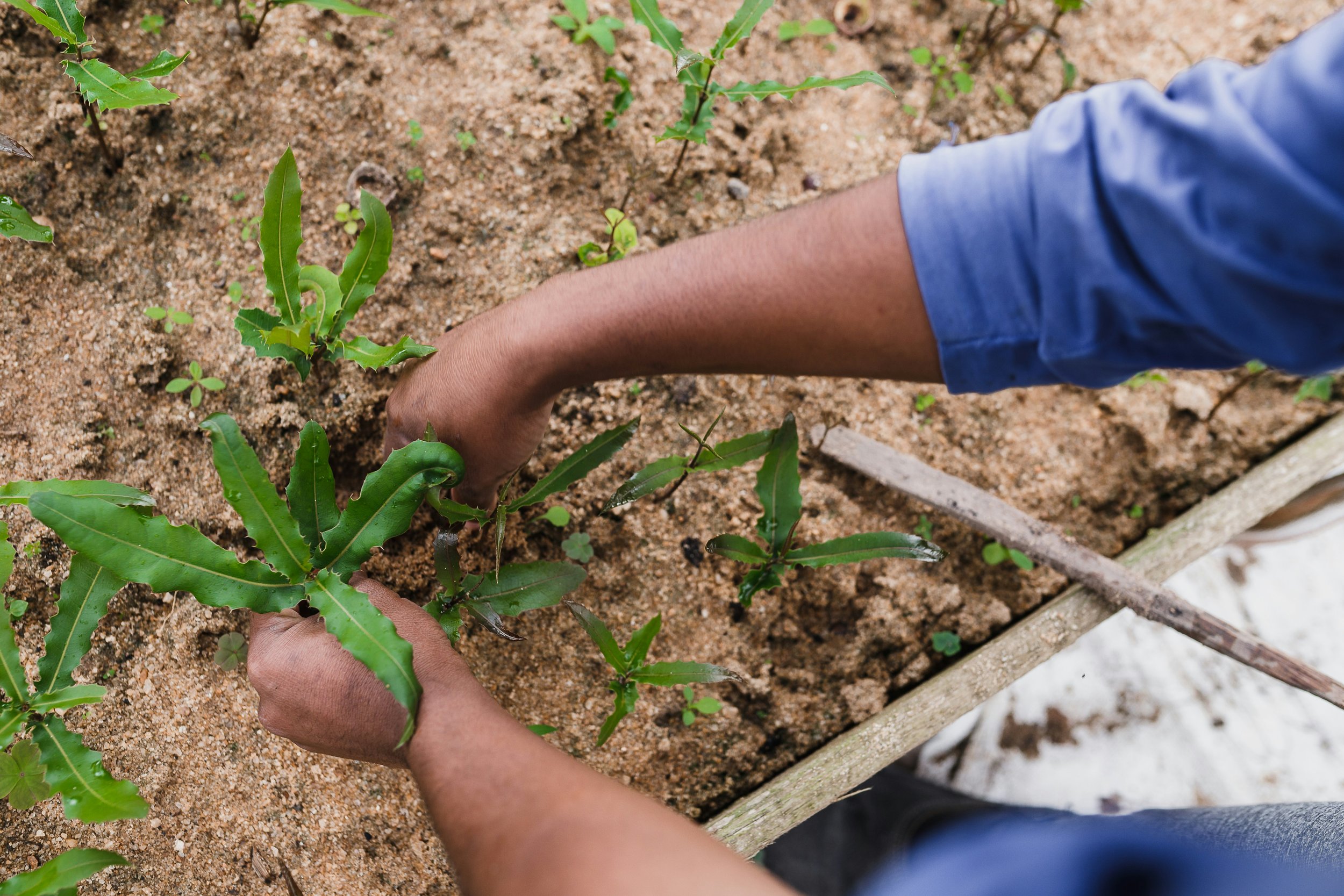 close up of gardener using their hands to plant a lettuce vegetable