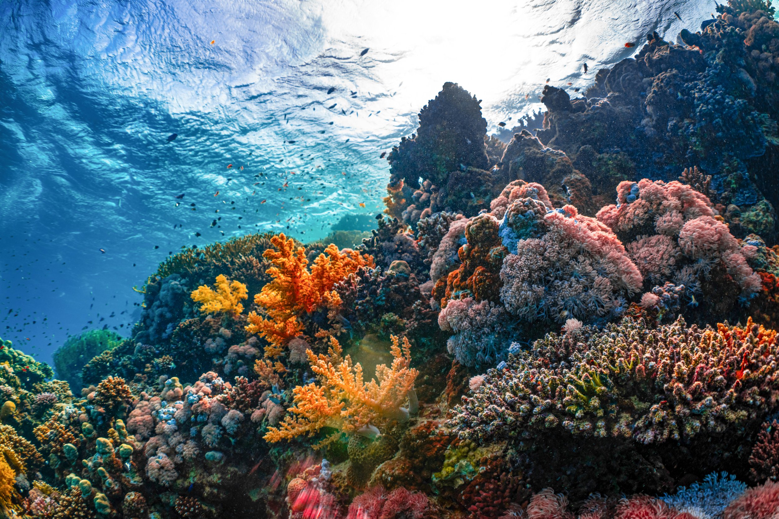 The Best Reef Safe Sunscreens (and Why They Matter).