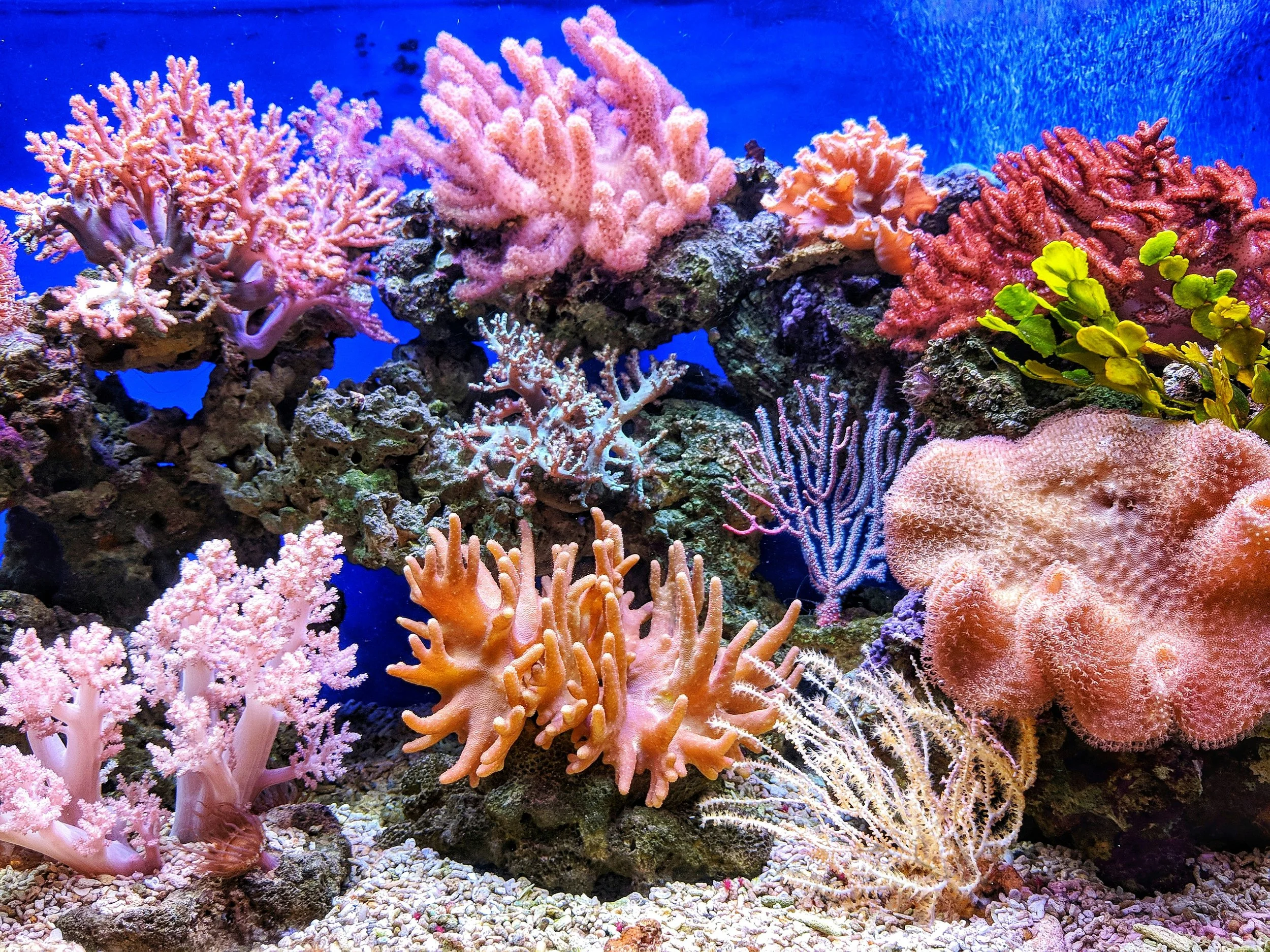 Vibrant coral reef image