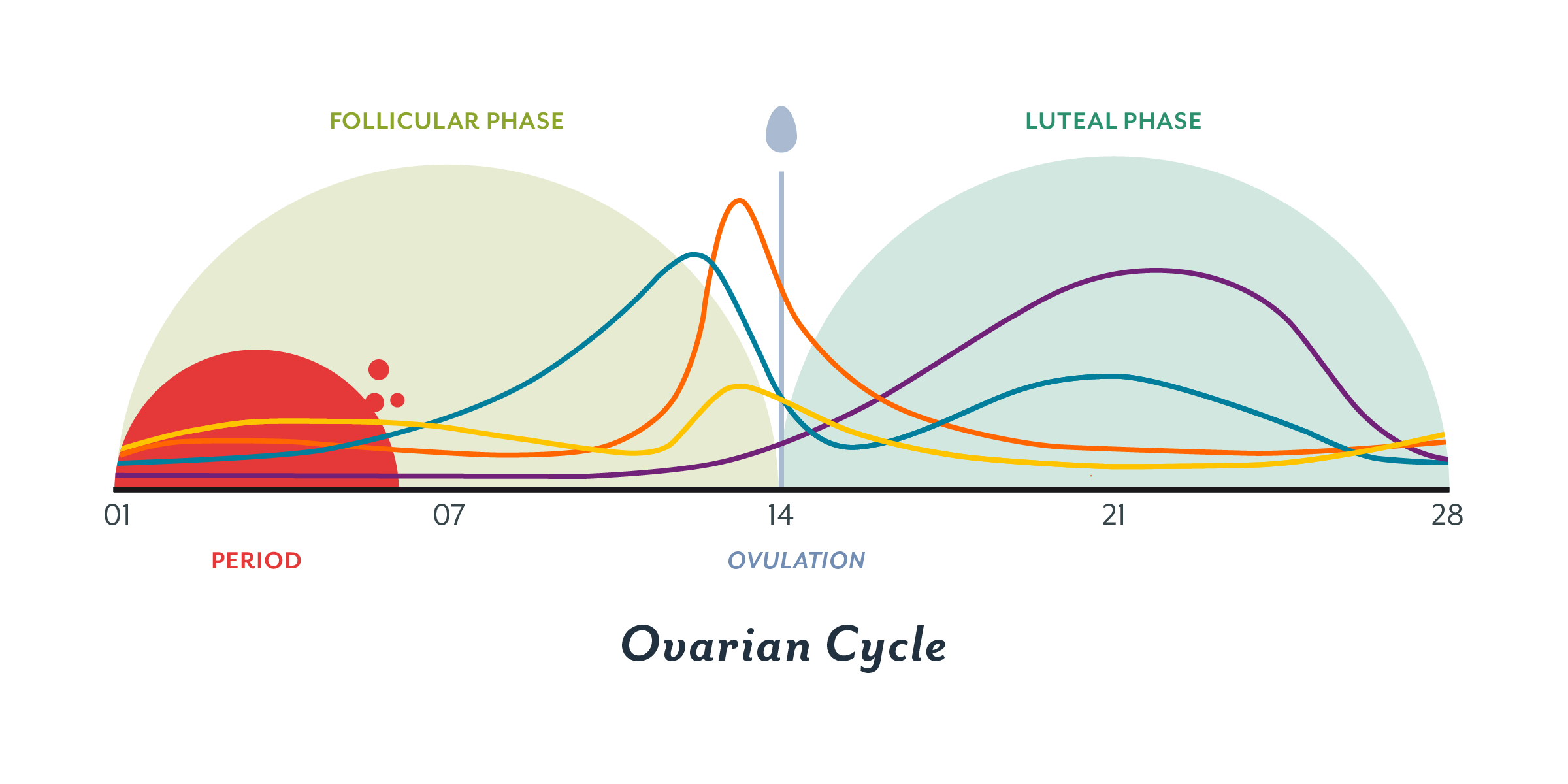 What_is_the_menstrual_cycle__contenful_inside_Cycle_ovarian_2x__2_.png