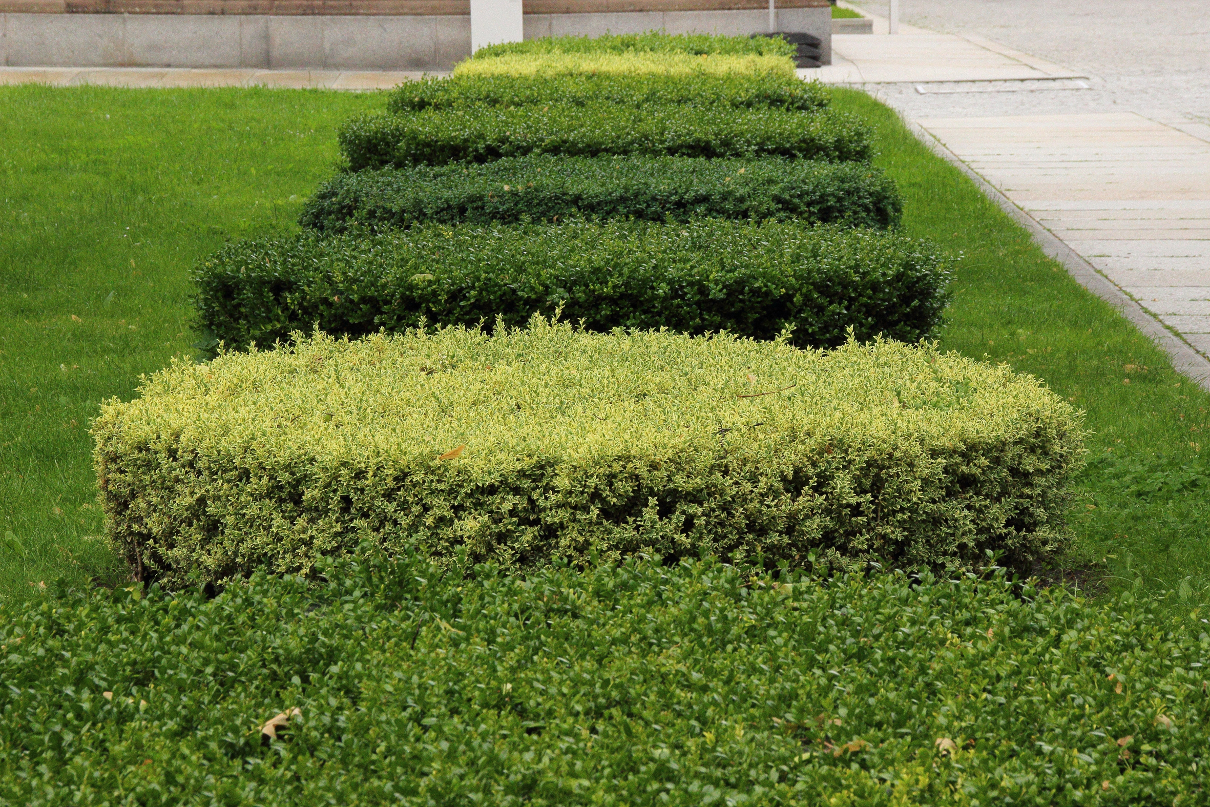 Canva - Book, Hedge - EDITED.jpg