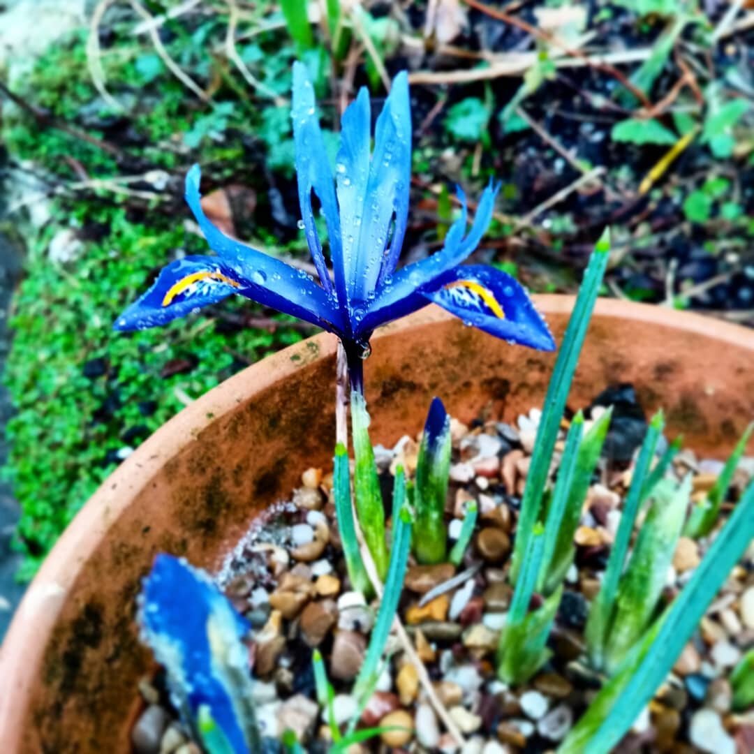 Iris Reticulata coming up in a pot in my garden. They flower in late winter / early spring and prefer a sunny position in moist but we'll drained soil. Perfect for this wet winter cornish weather we are having. #freshdigs #iris #cornwall #freshdigsga