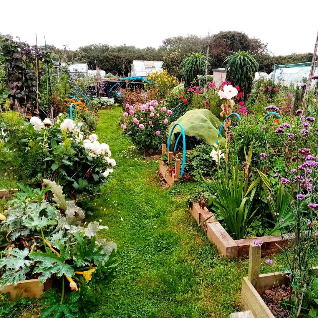 The #allotment looking very colourful yesterday. Try adding flowers to your veg plot for a different dimension and try different heights also. We have #verbena bonariensis #Dahlias #Rudbeckia Goldstrum and #Zinnas #freshdigsgardening #veg #flowers #v