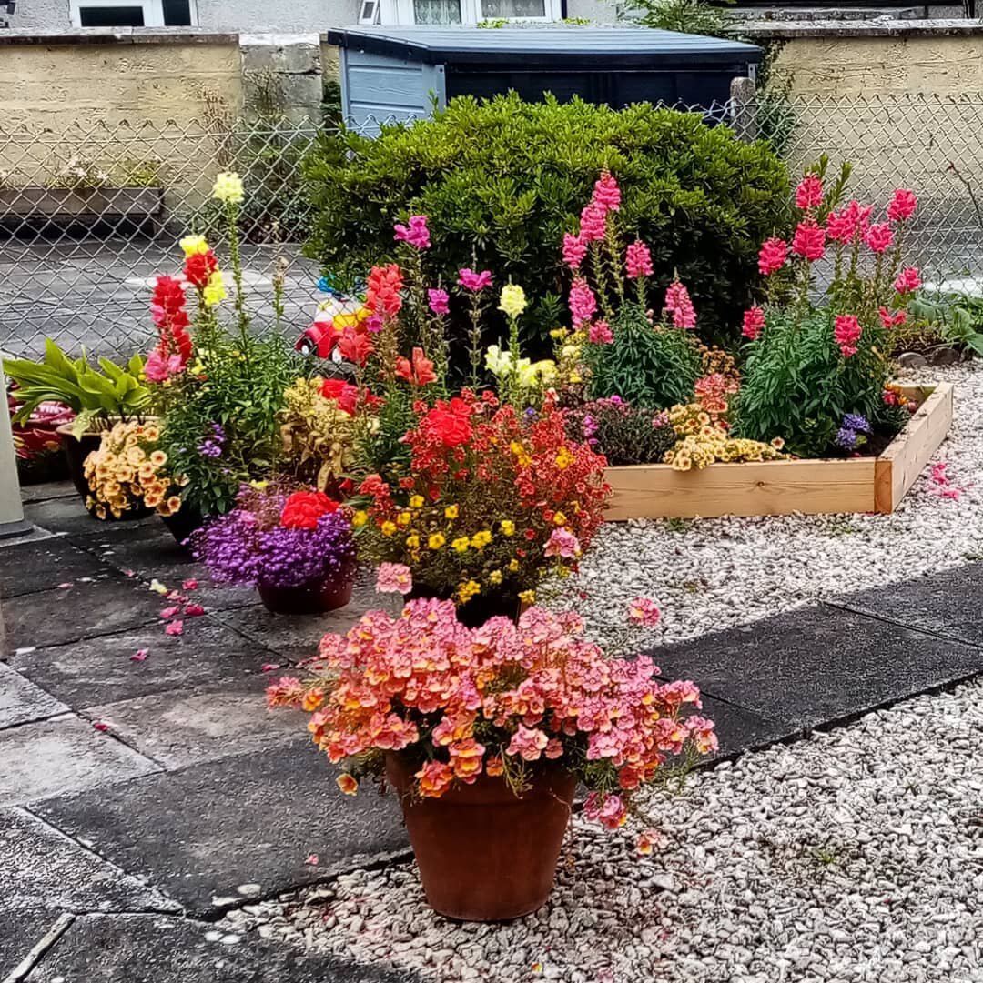 A self isolating client of ours wanted some colour in their garden and these bedding plants which were planted back in April have done just the trick. Really adding a hit of colour to otherwise a very grey garden. It really brightens up her day so it