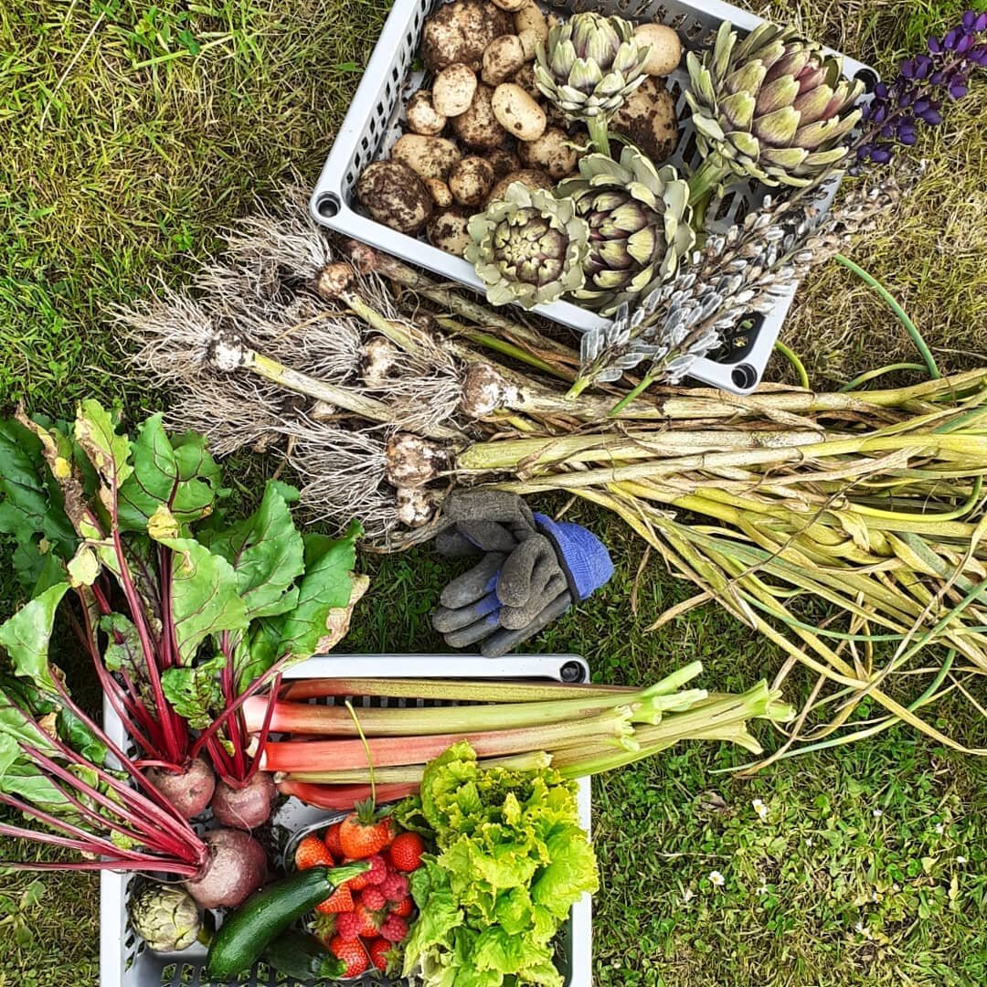 Enjoying this weekends allotment harvest!

There's no taste or feeling like growing and enjoying your own produce, however small or big your available space is.
If you'd like to incorporate edibles into your garden beds or maybe thinking about instal