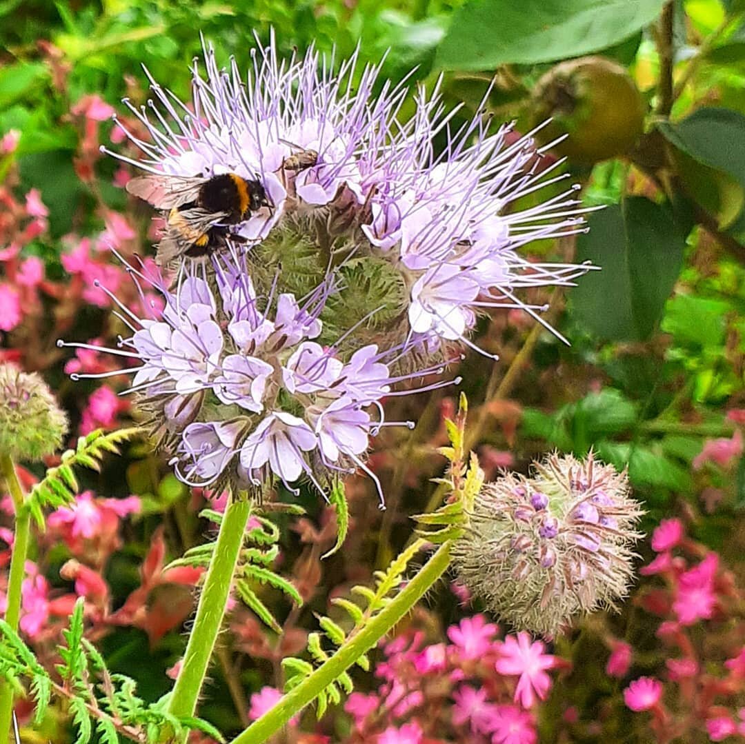 We noticed a reduced number of bugs and bees at our allotment last year and found other plot holders had noticed the same; less pollination was taking place. So...we decided to sow some wildflowers this Spring, around our apple and pear trees. 
Now o