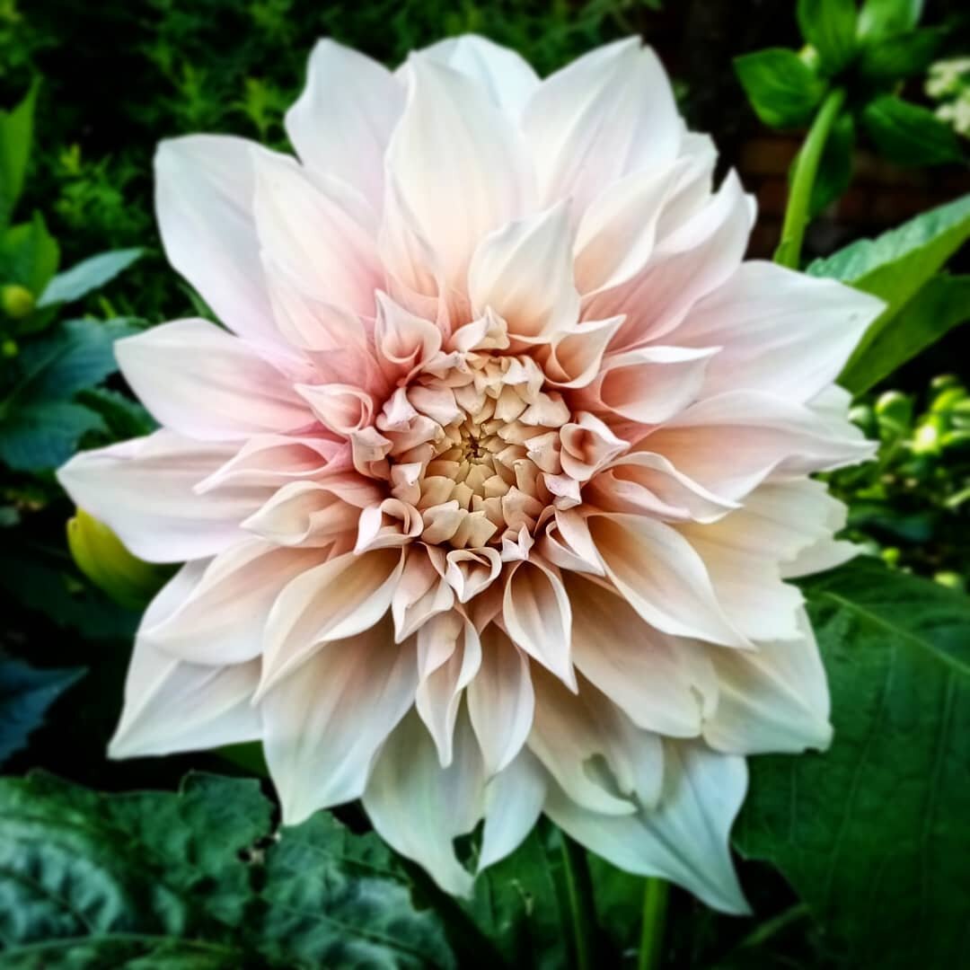 #Dahlia 'Cafe Au Lait' I never used to like dahlias as I thought they were too brash and gaudy but they're currently one of my favourite plants. They like a lot of organic matter but good drainage, sun although they don't mind some shade. Feed once a