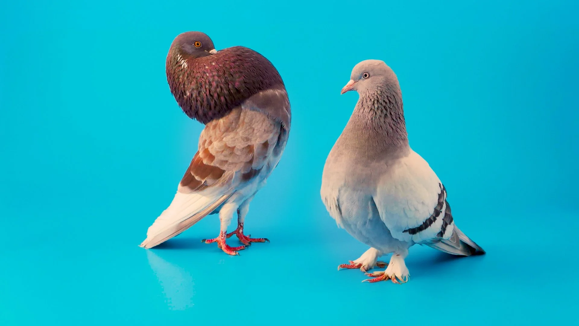 Dag van de Korte Film * woensdag 21 december 2022