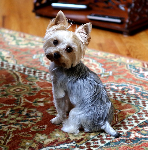 yorkie joint supplements