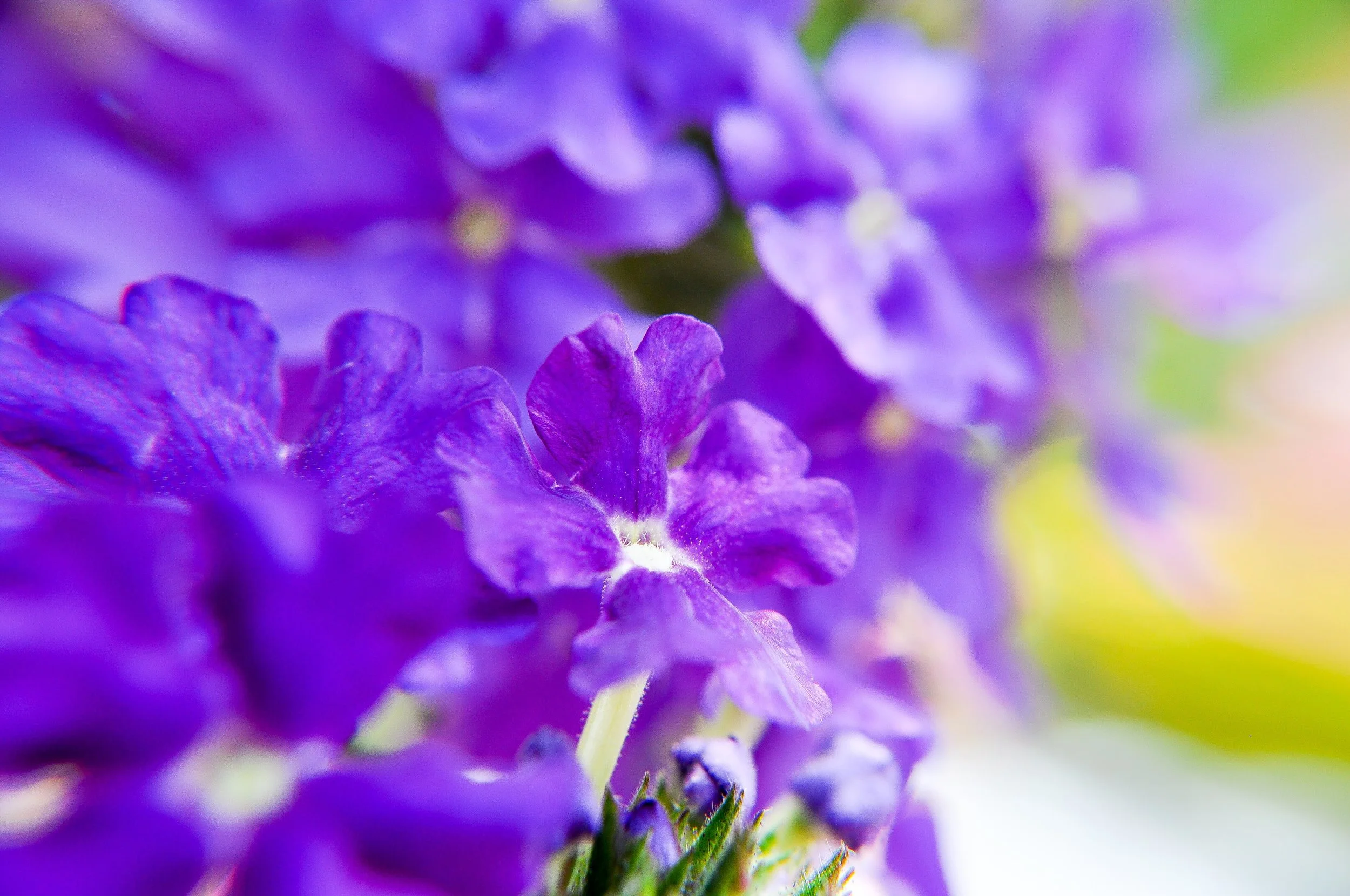 Riverside Greenhouse