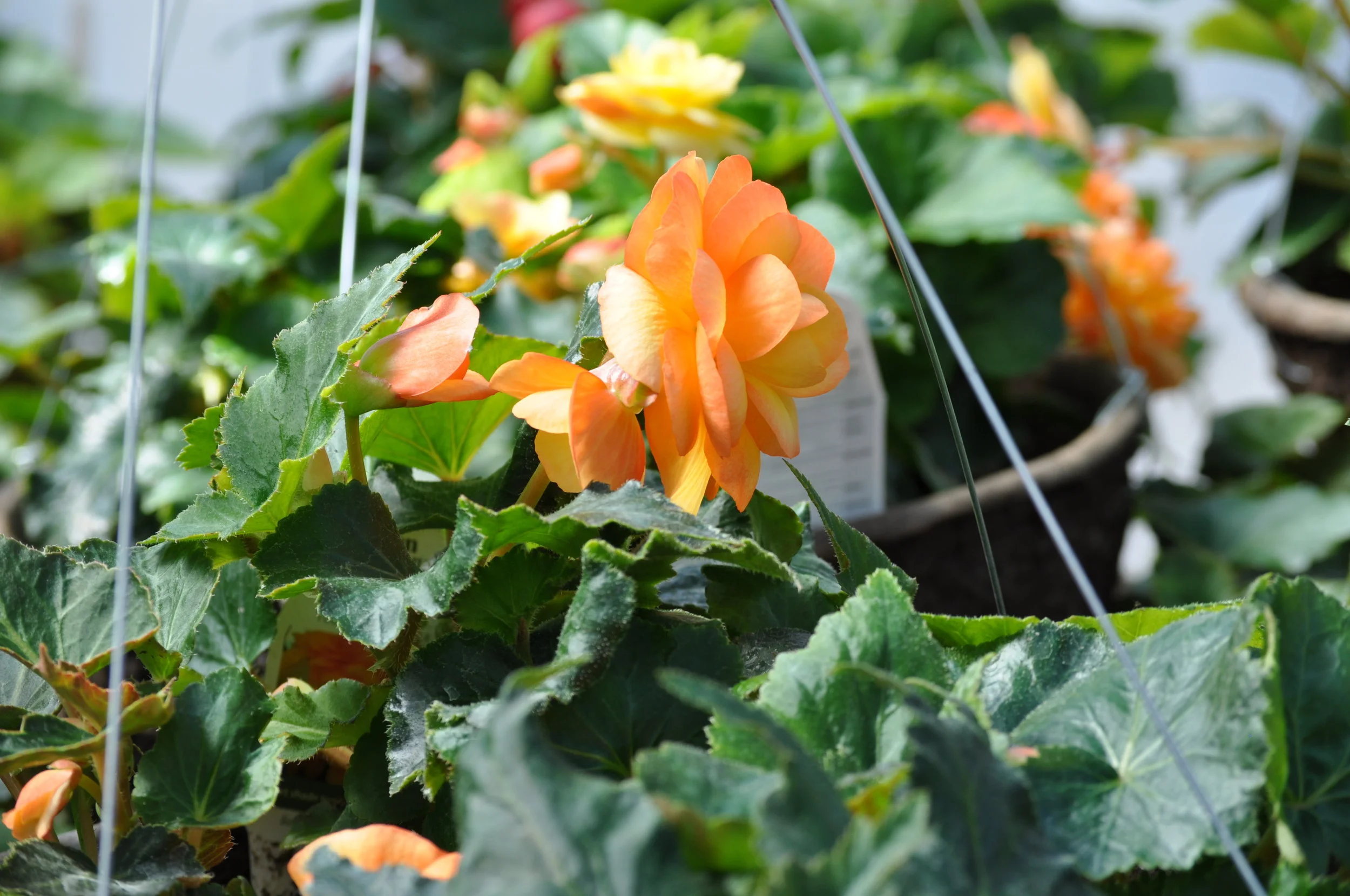 Our Product — Riverside Greenhouse