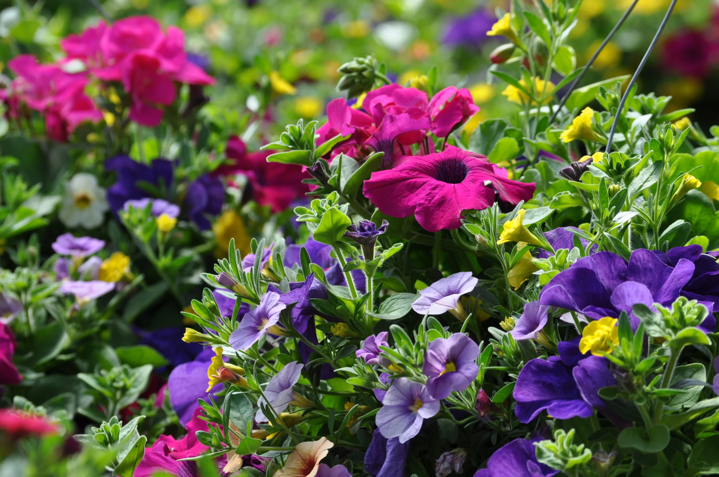 Our Product — Riverside Greenhouse