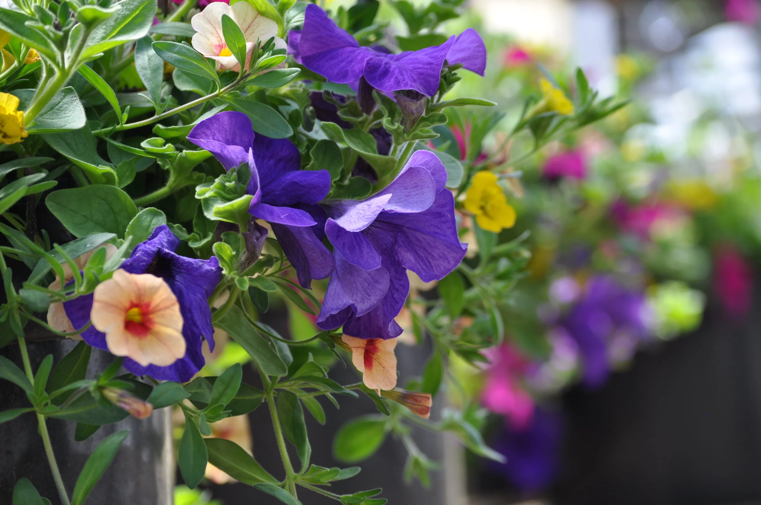 Our Product — Riverside Greenhouse