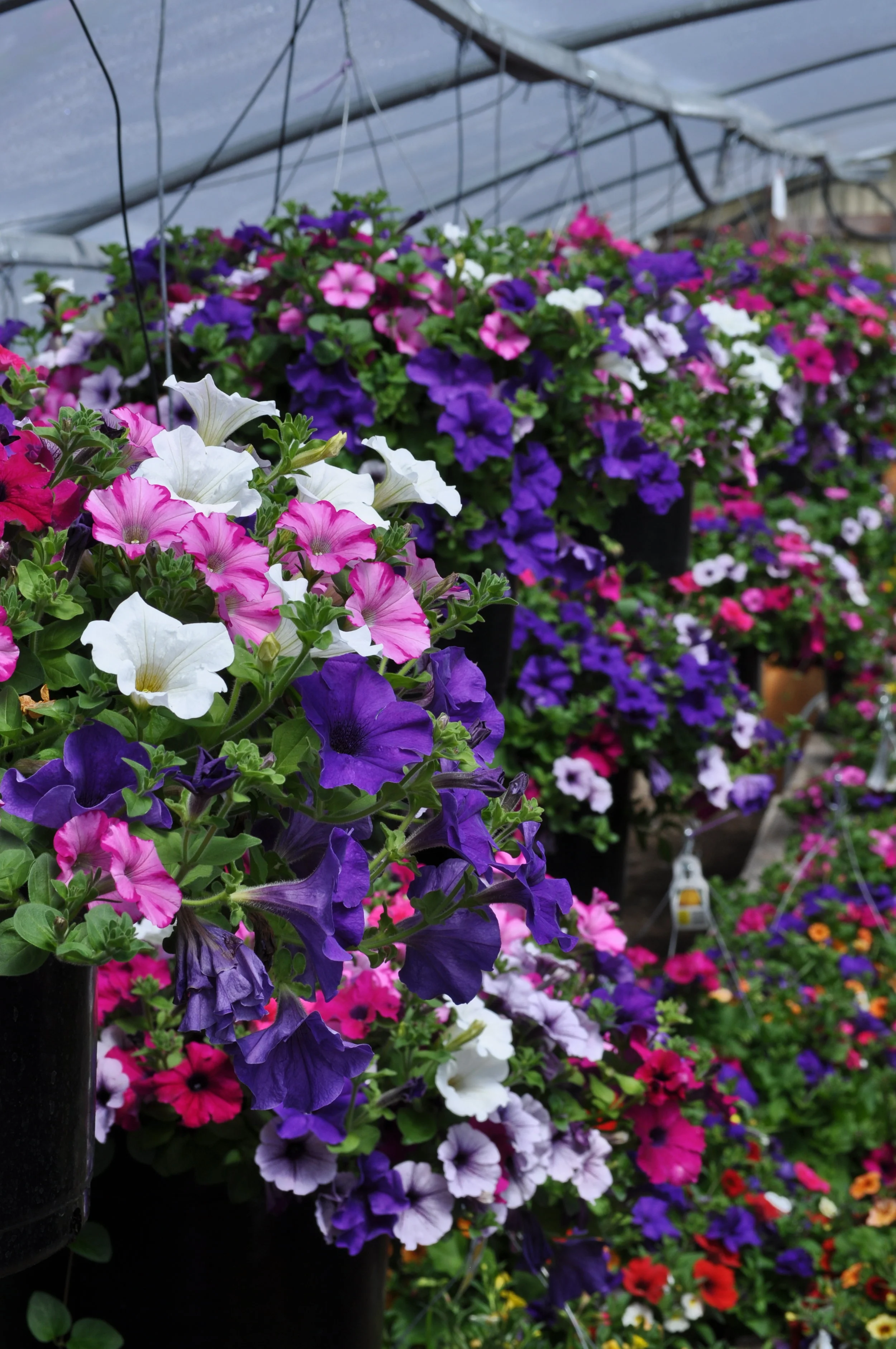 Our Product — Riverside Greenhouse