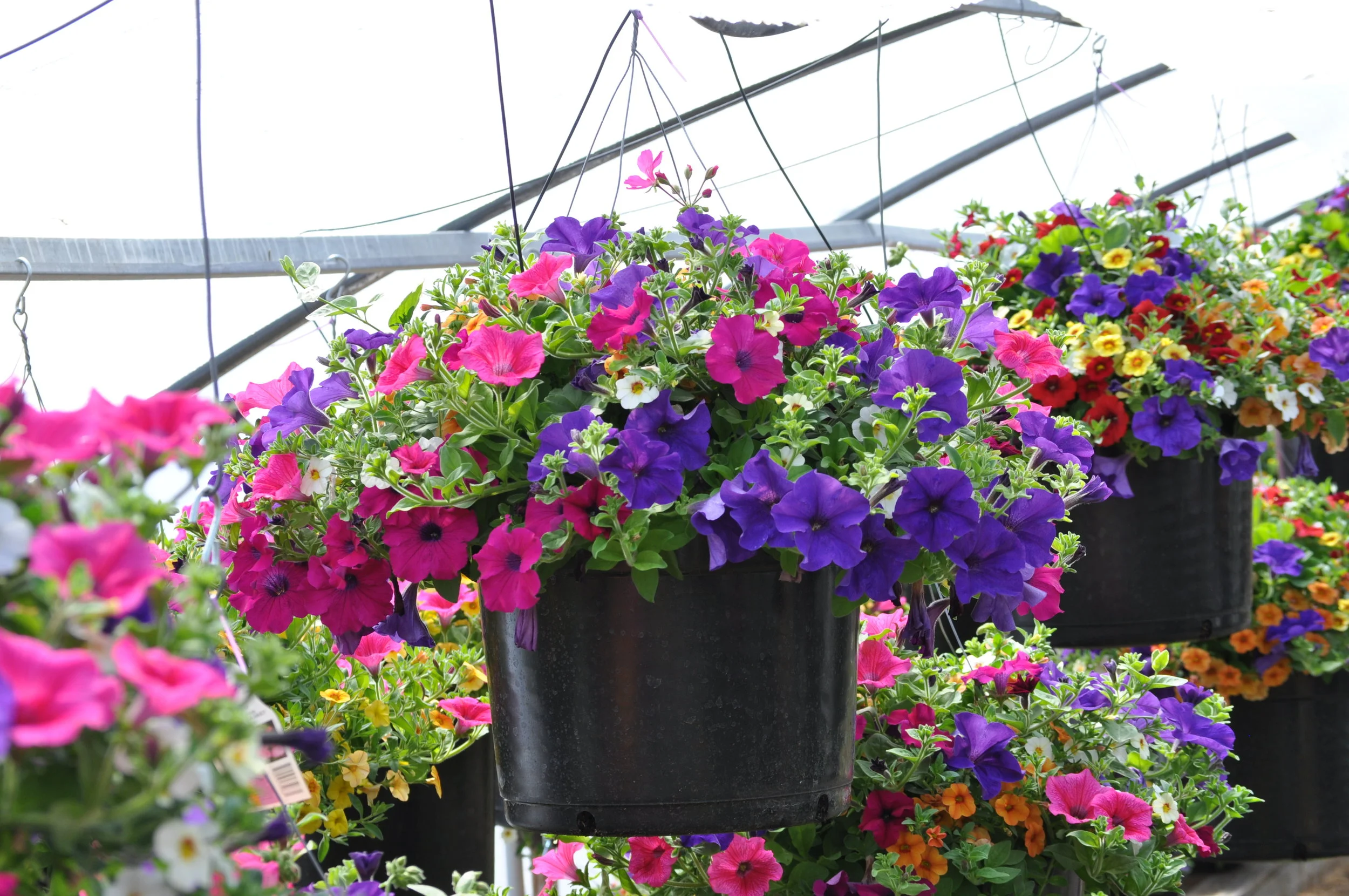 Our Product — Riverside Greenhouse