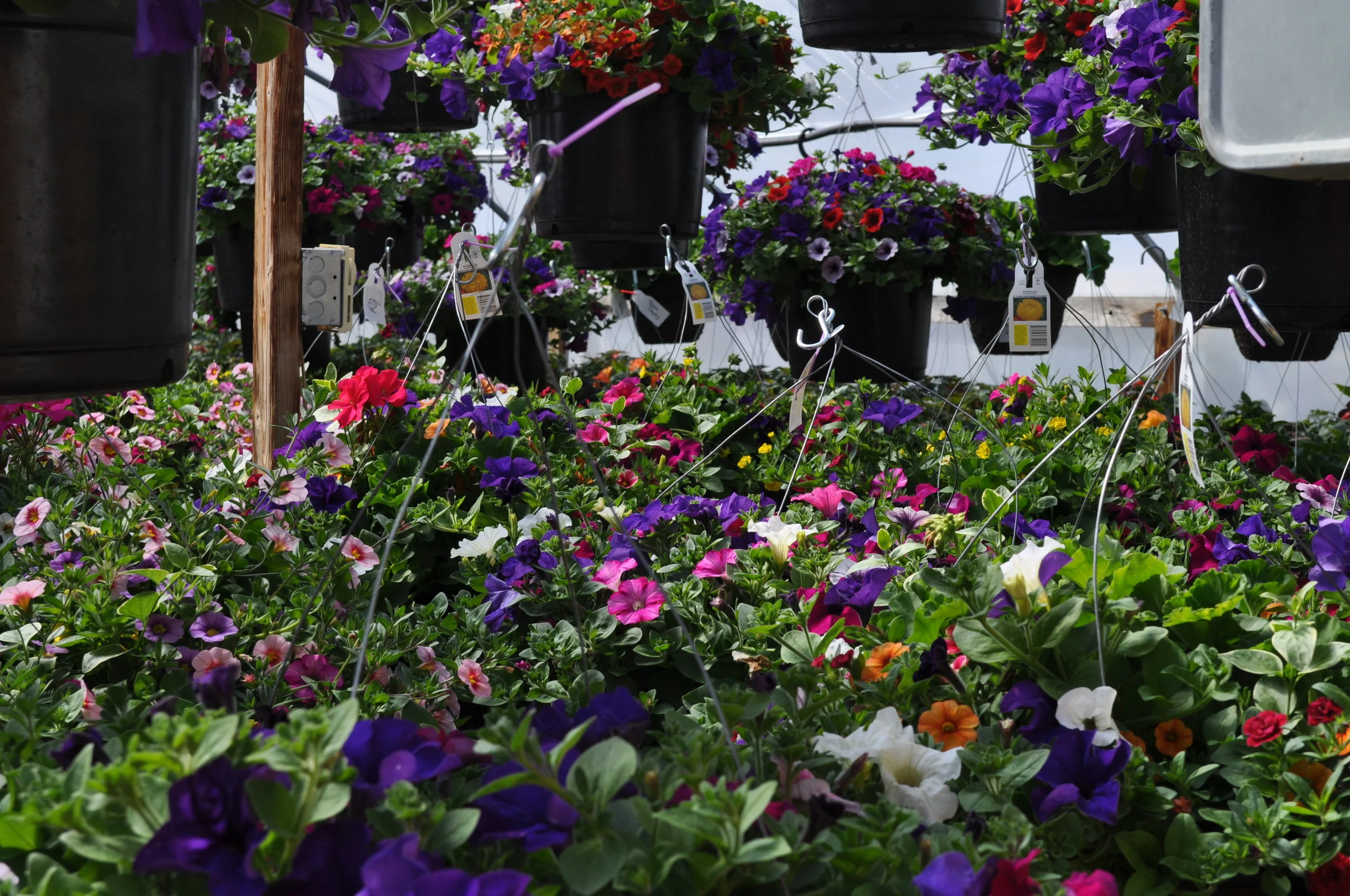 Our Product — Riverside Greenhouse