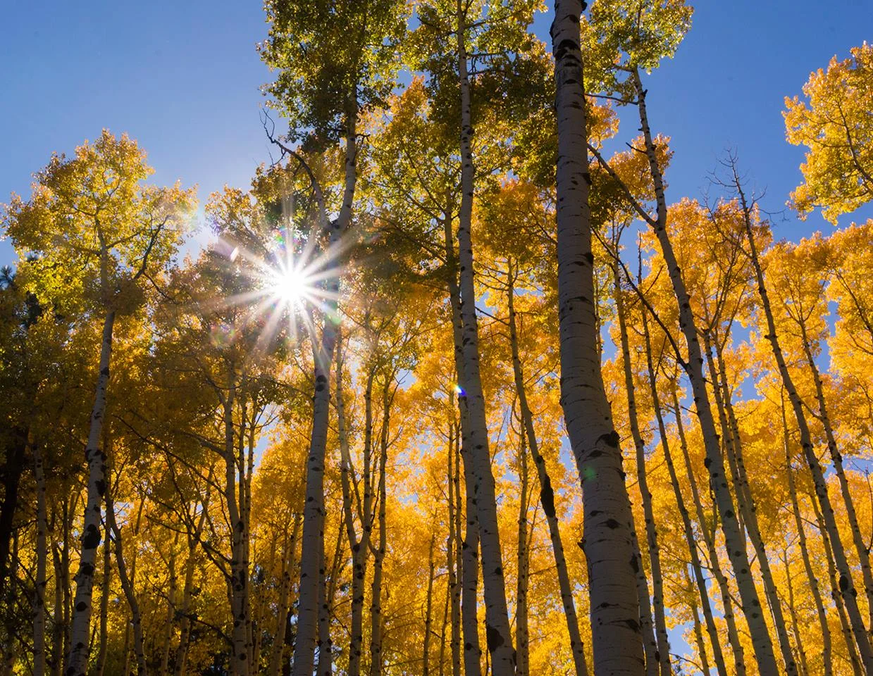 trees.jpg