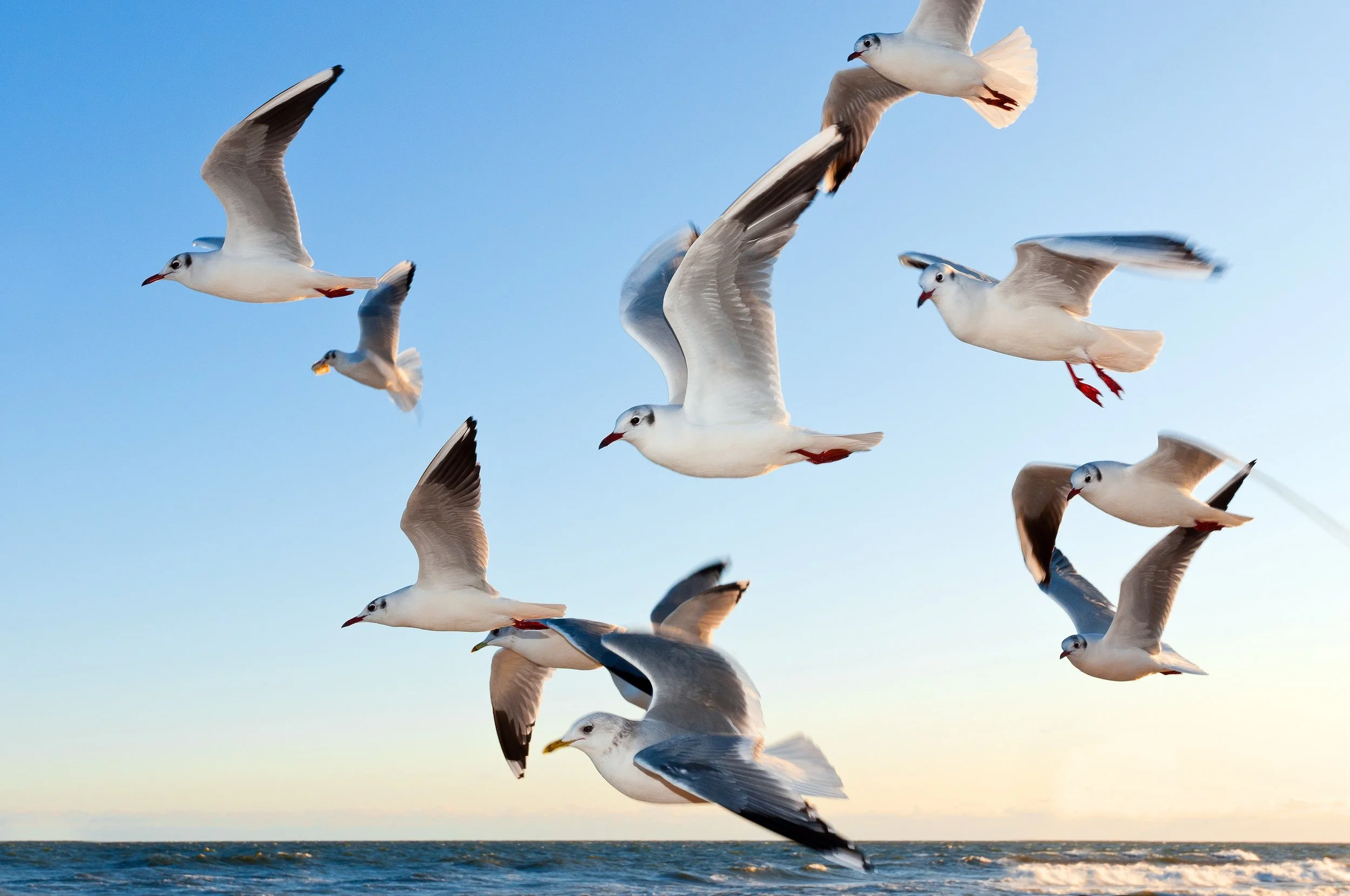 animals-birds-flying-54462.jpg