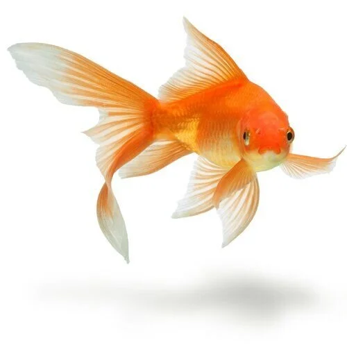 GOLDFISH