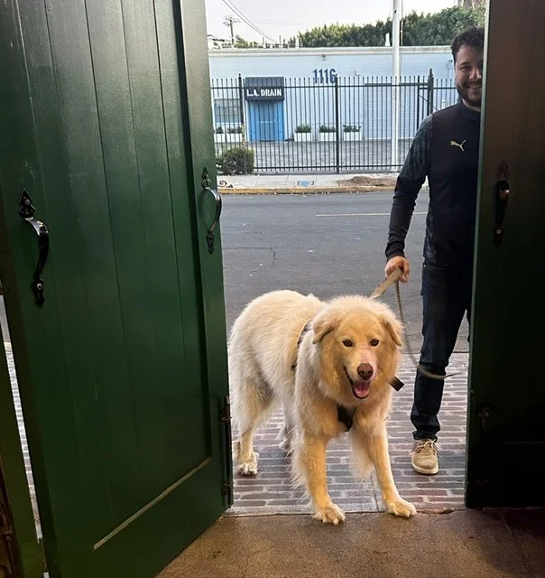 Leo the Lovely Lion