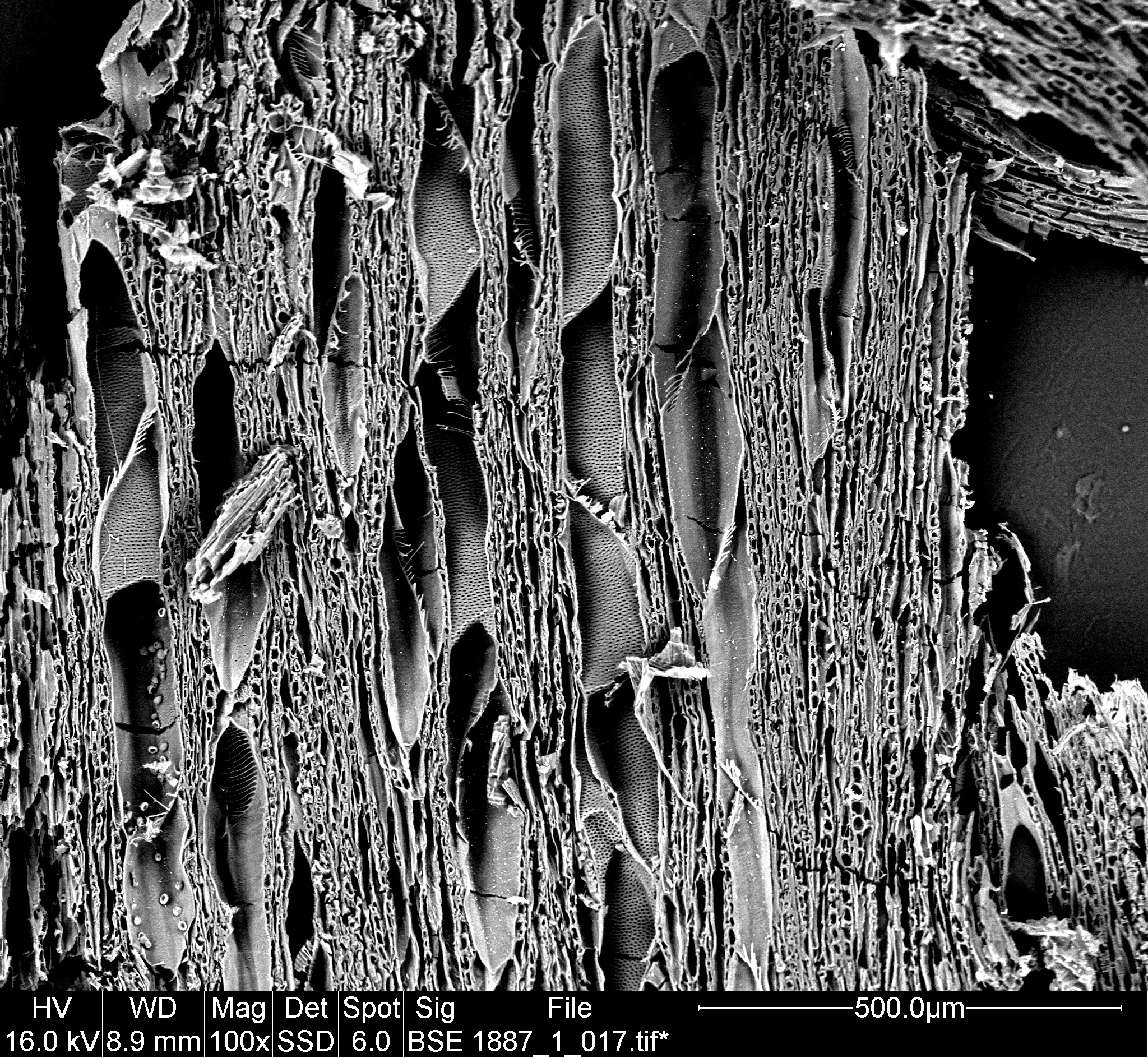Scanning Electron Microscope image showing wood microstructure of sample from losset 1887.1