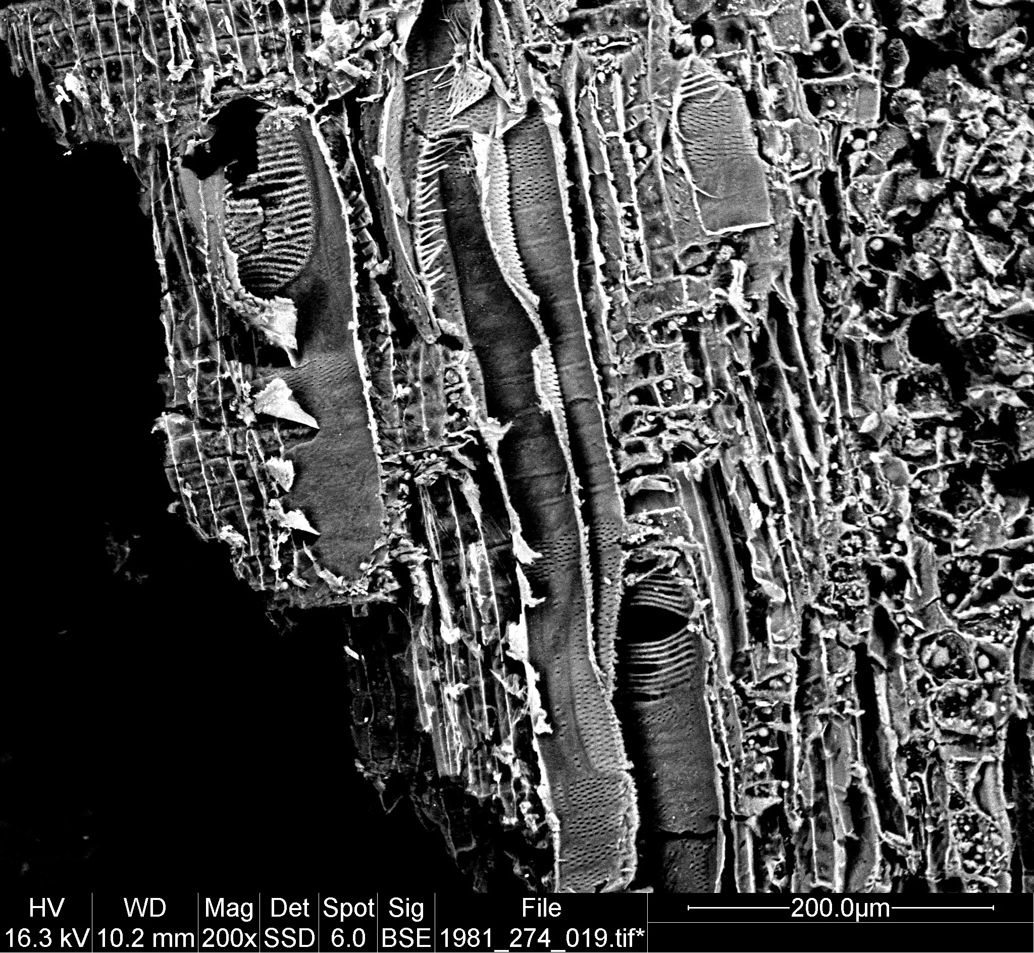 Scanning Electron Microscope image of wood sample collected from scoop 1981.274.