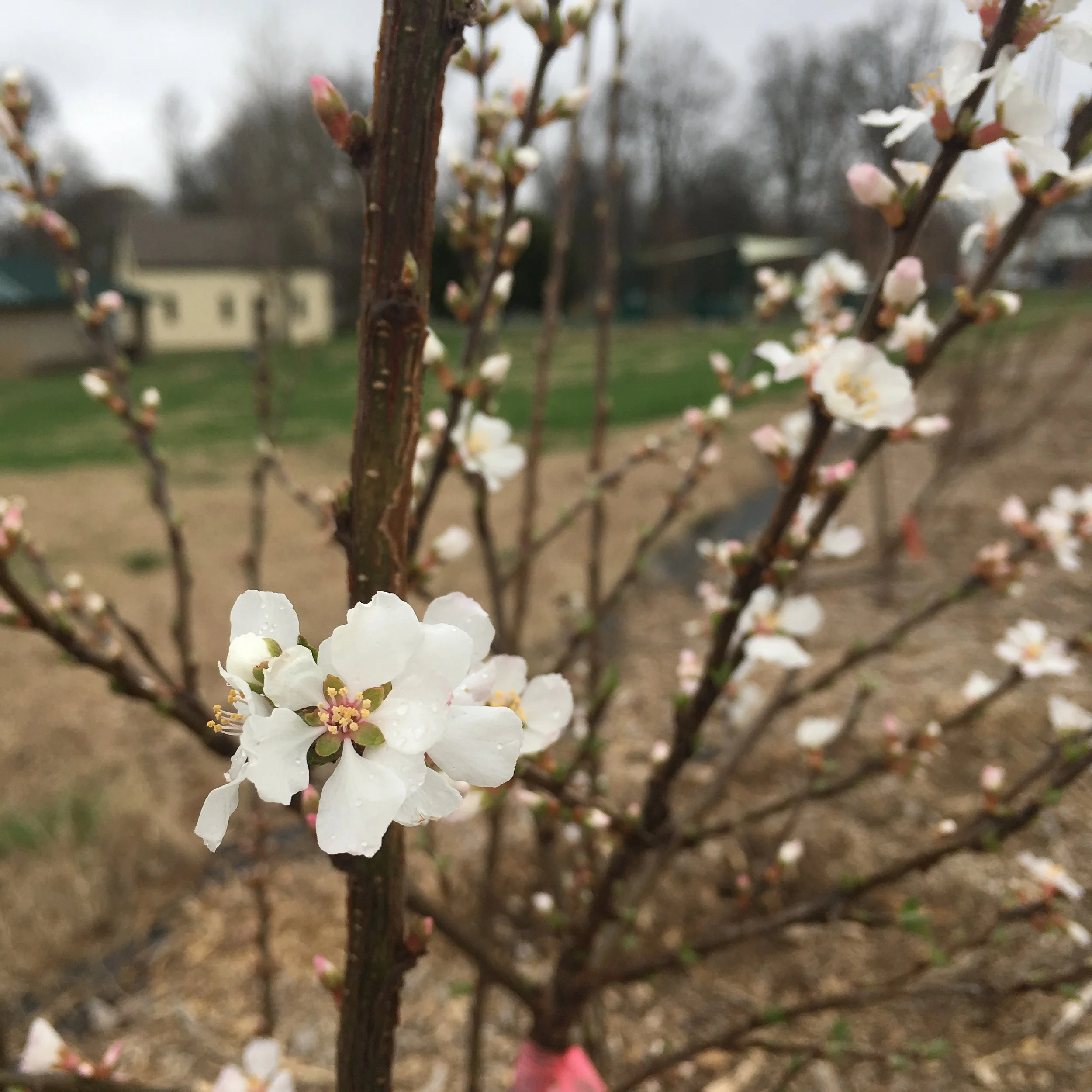 A Nanking Cherry Bush at Castlewood Orchard