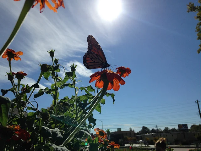 butterfly in sun.jpg