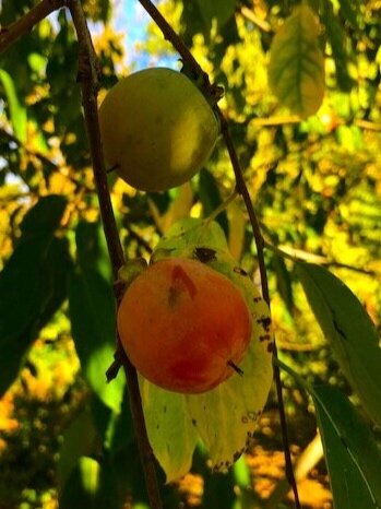 persimmon.jpg