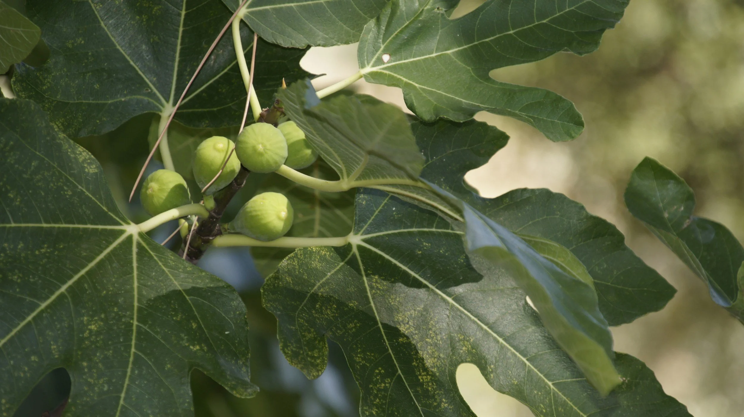 Fig Care Day with Trees Lexington!: May 9th