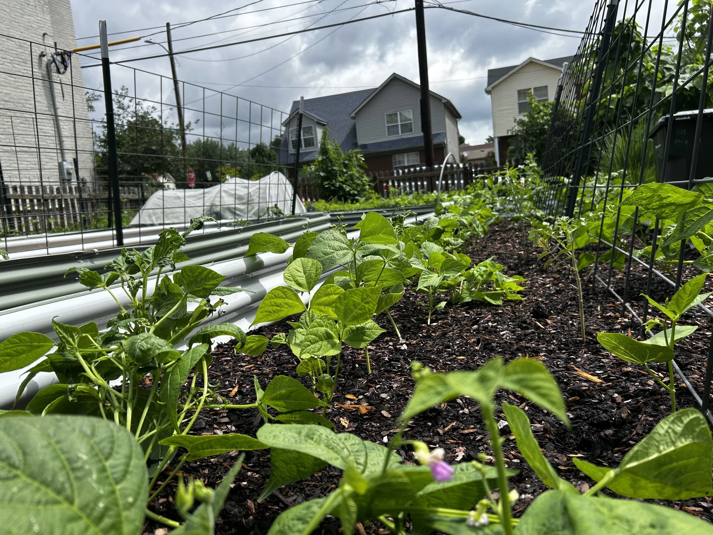 Smooth edged green leaves and small purple flowers of green bean plants are shown growing in a raised, metal garden bed in an urban neighborhood.