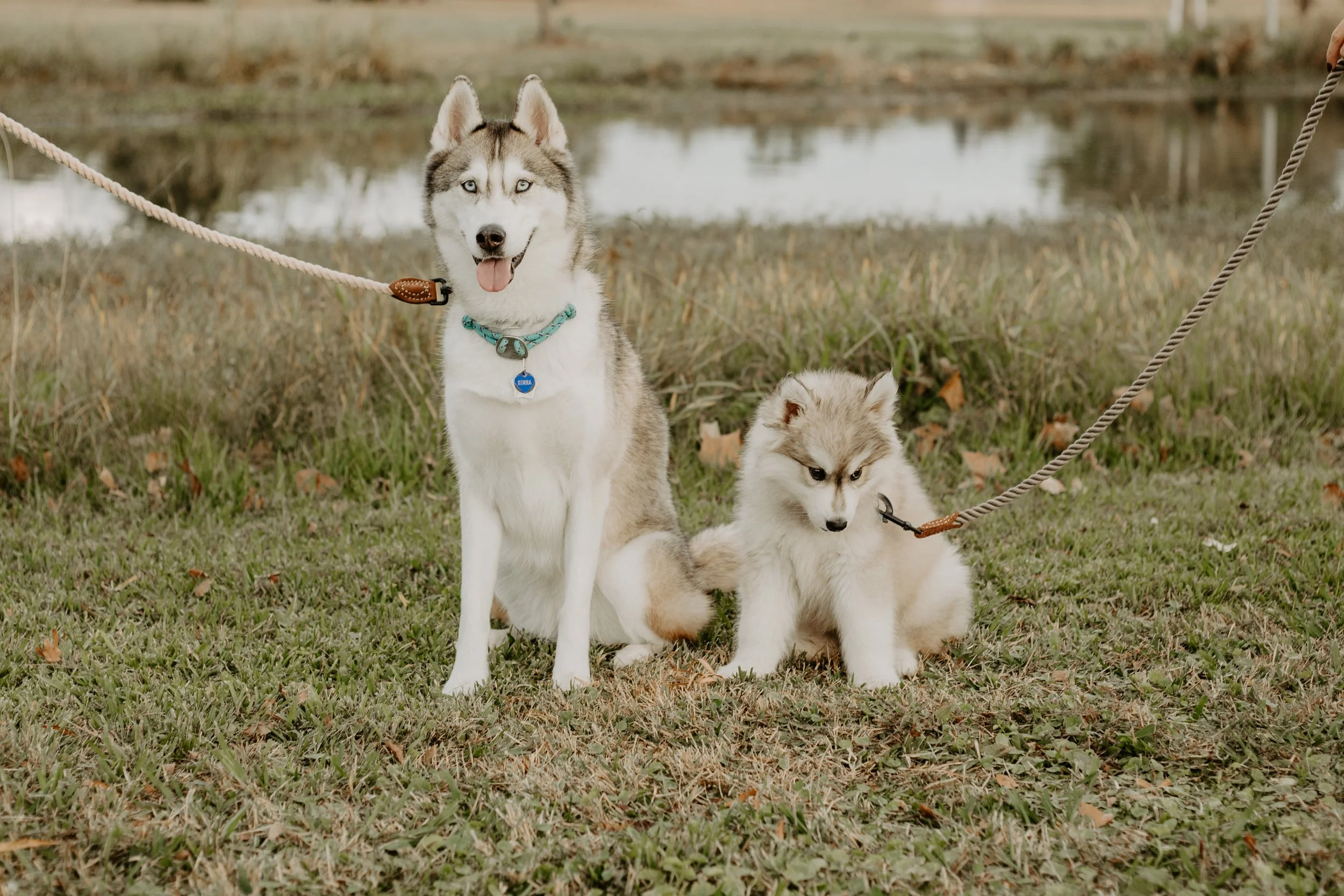 two huskie pups on leash by pond for mini sessions