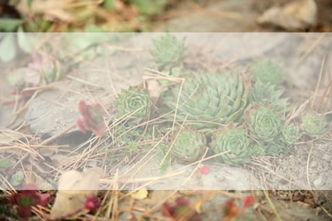 Hens and Chicks_outline.png