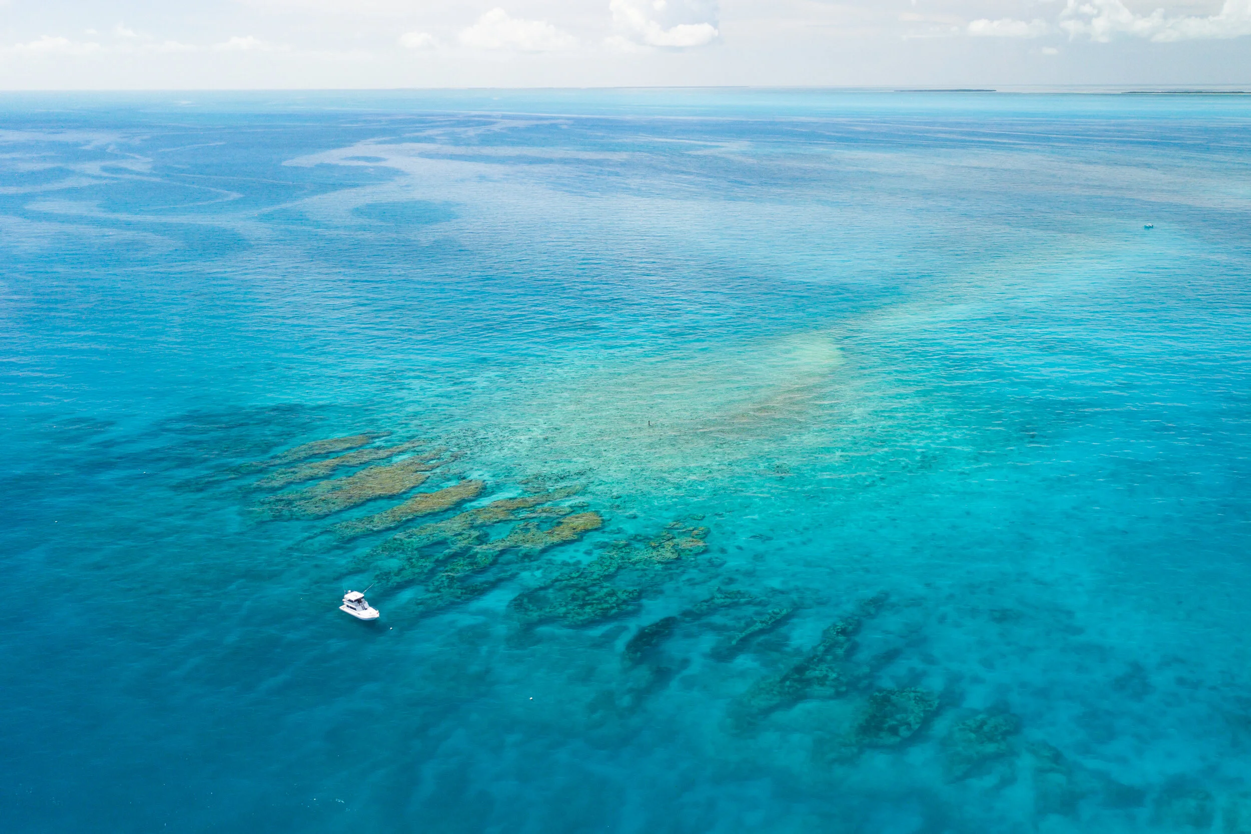 We The Reef (trailer)