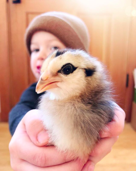 Bucks For Clucks, What a FUN-draiser!