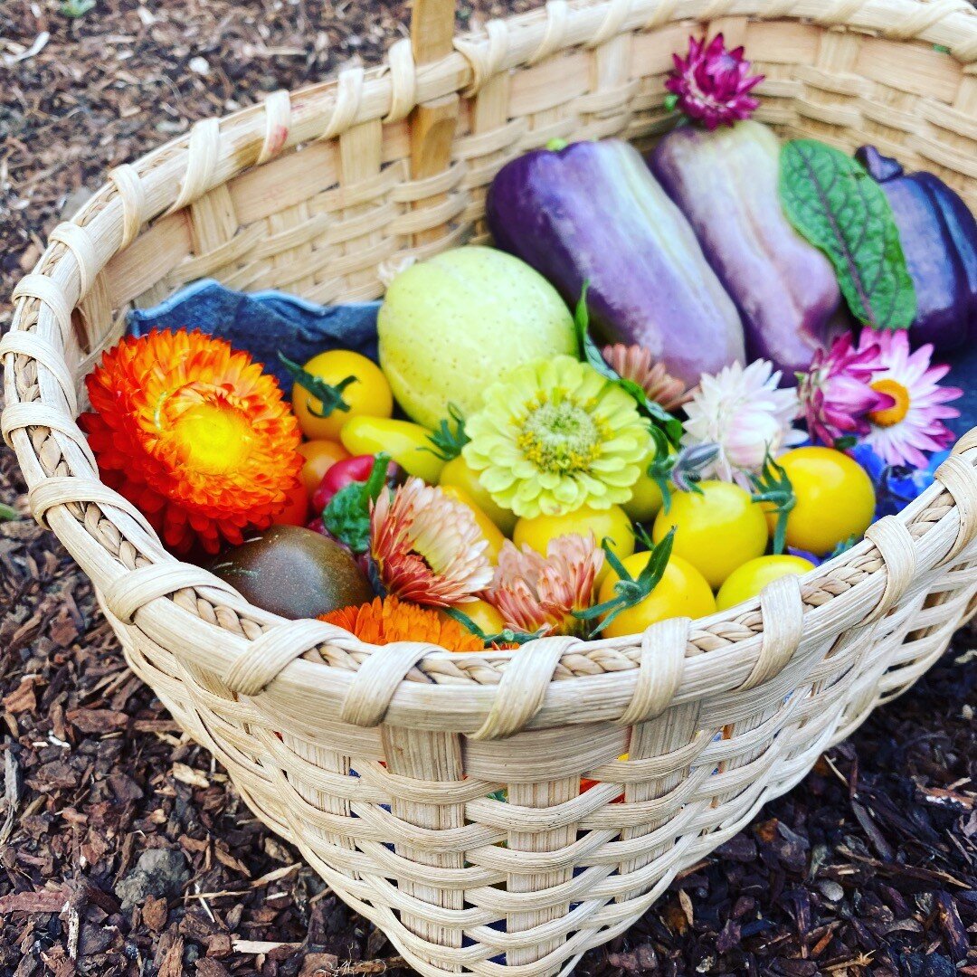 Harvest basket from one of our family's farm- @hoboranch - We can't wait to grow a garden and build a greenhouse on our new site! Growing your own food is the best!  Lemon cucumbers, cherry tomatoes, purple peppers, dock, and straw flower!

What to h