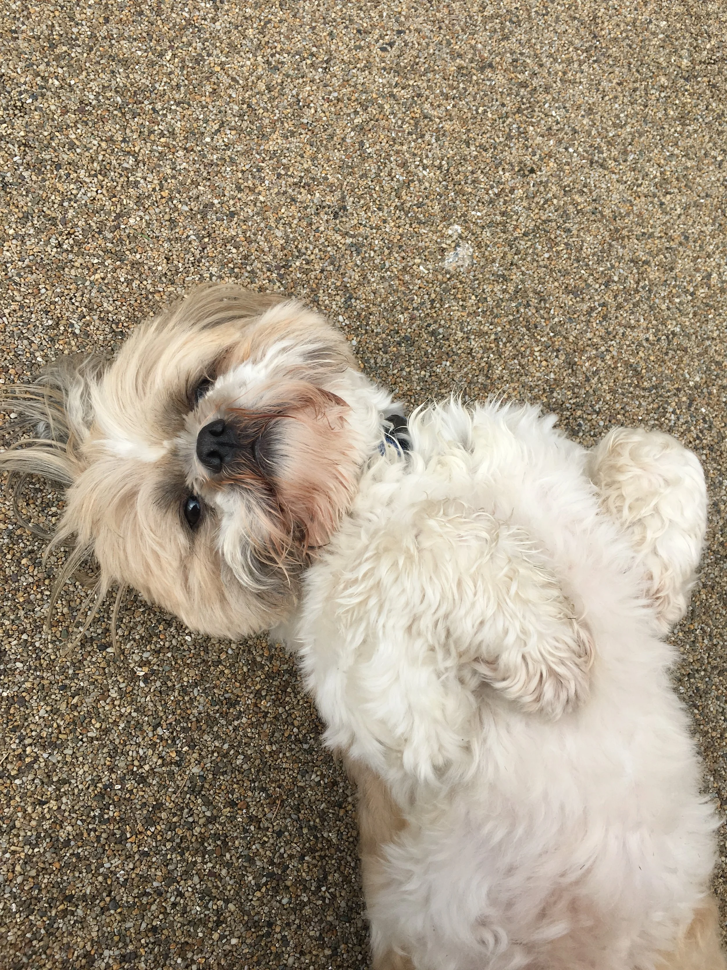 Dudley