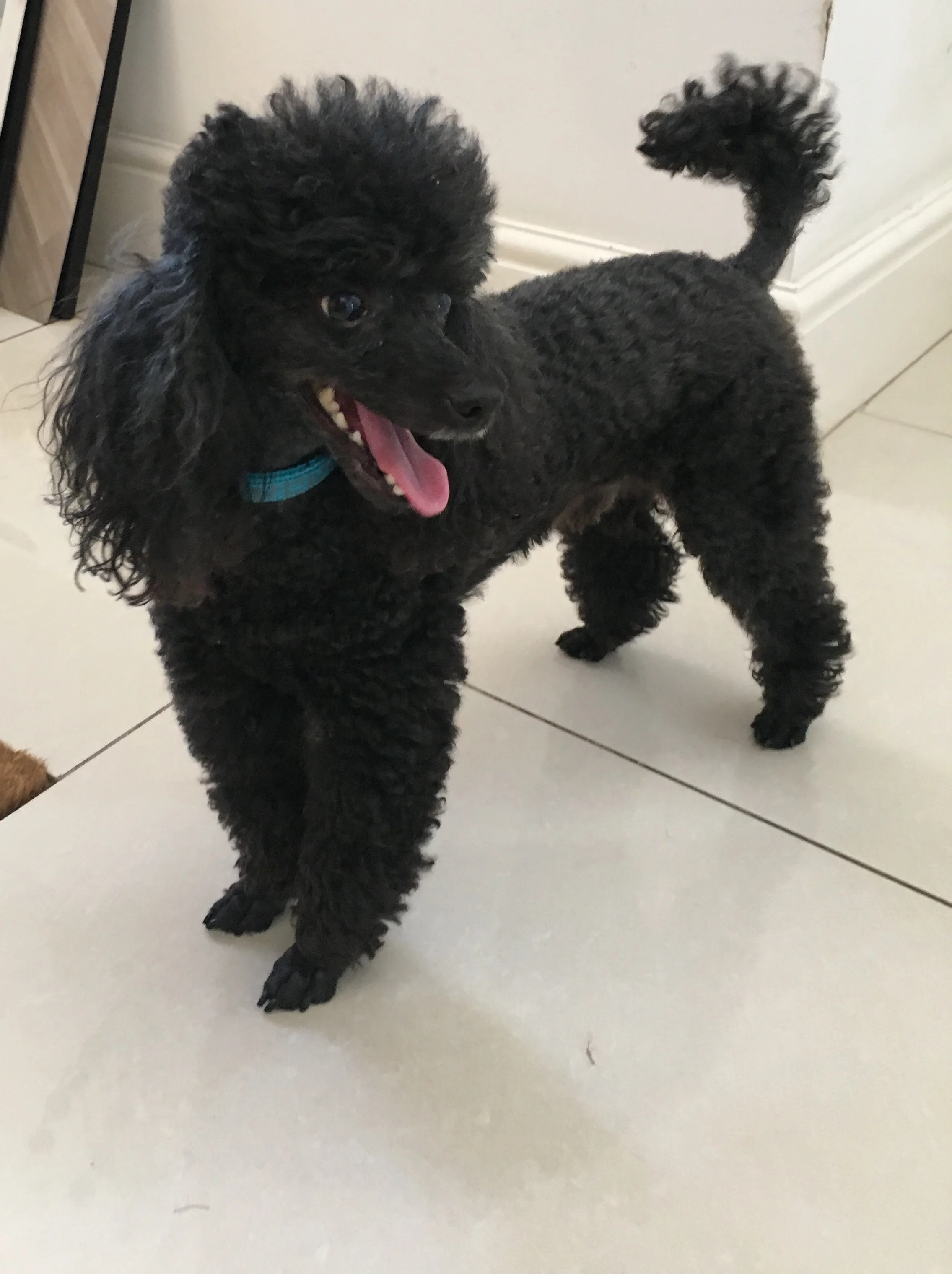 Max