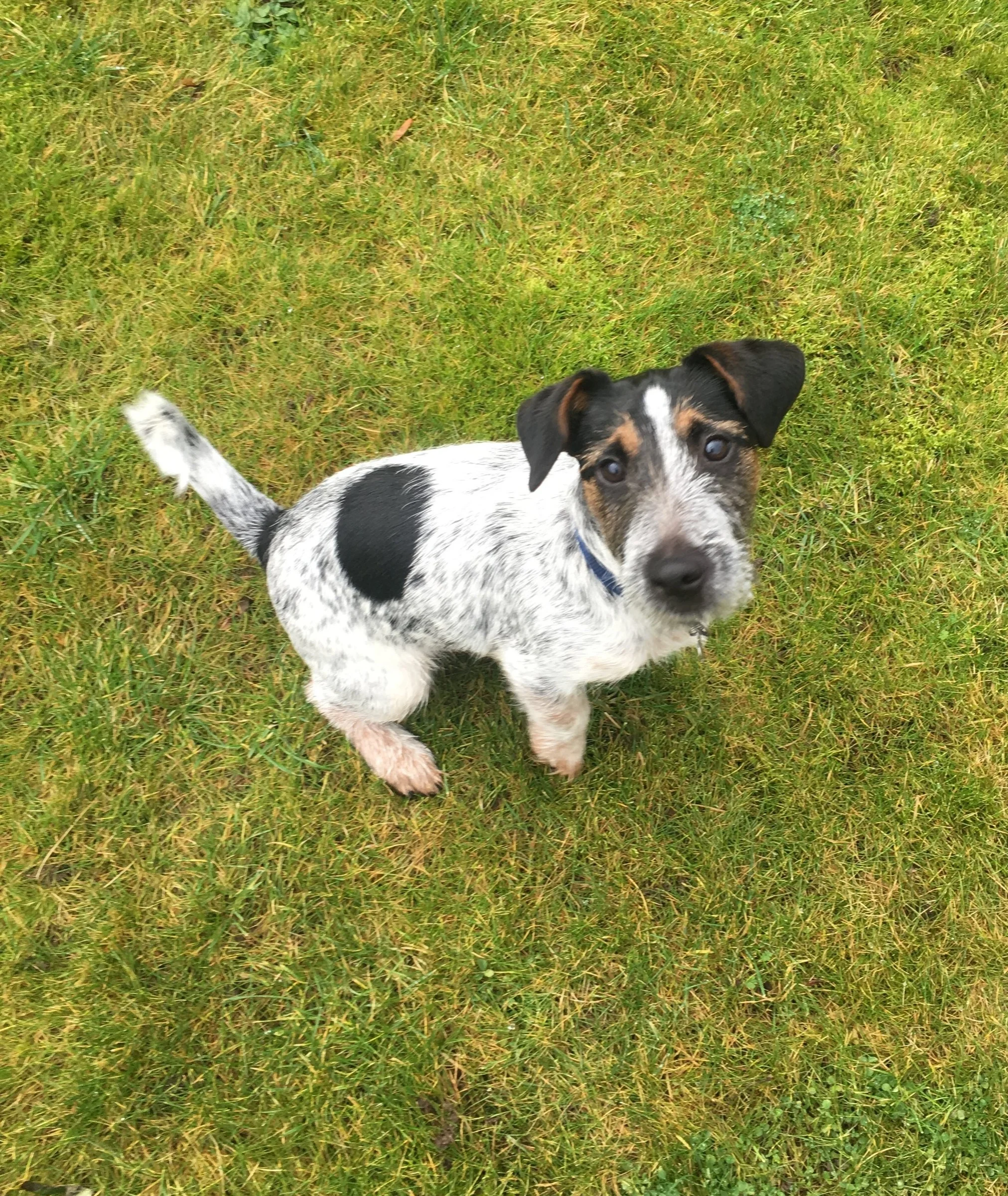 Alfie