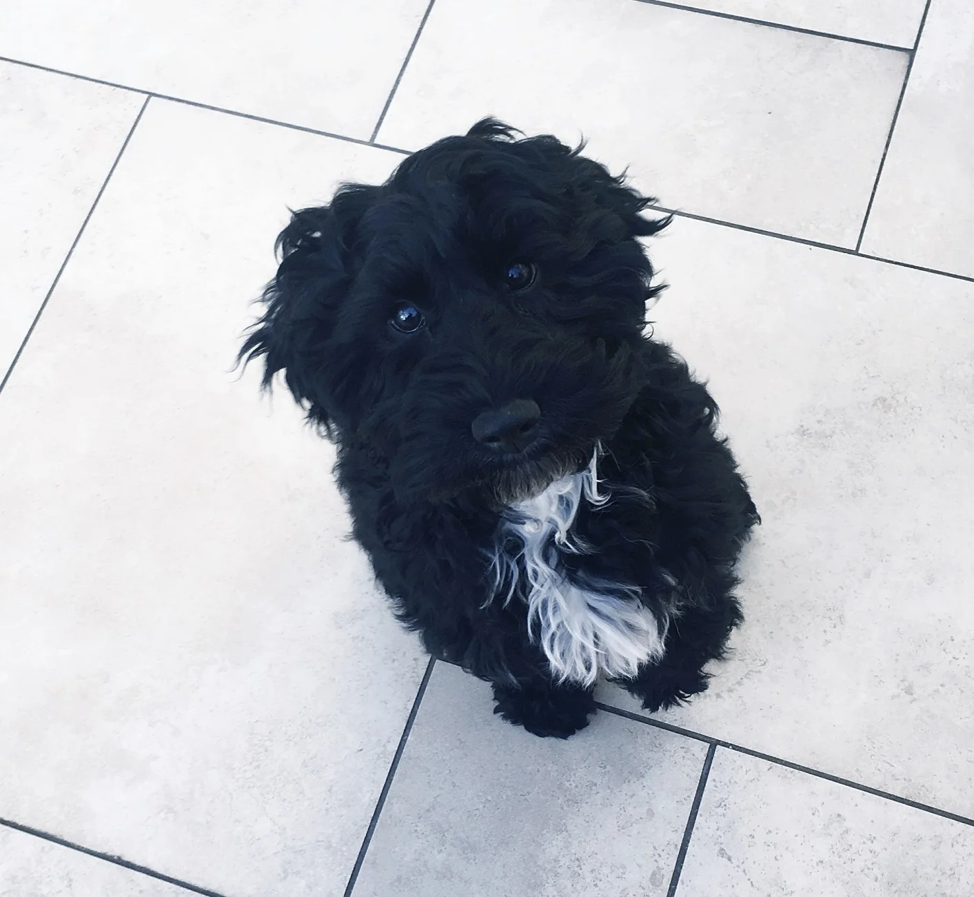 Poppy