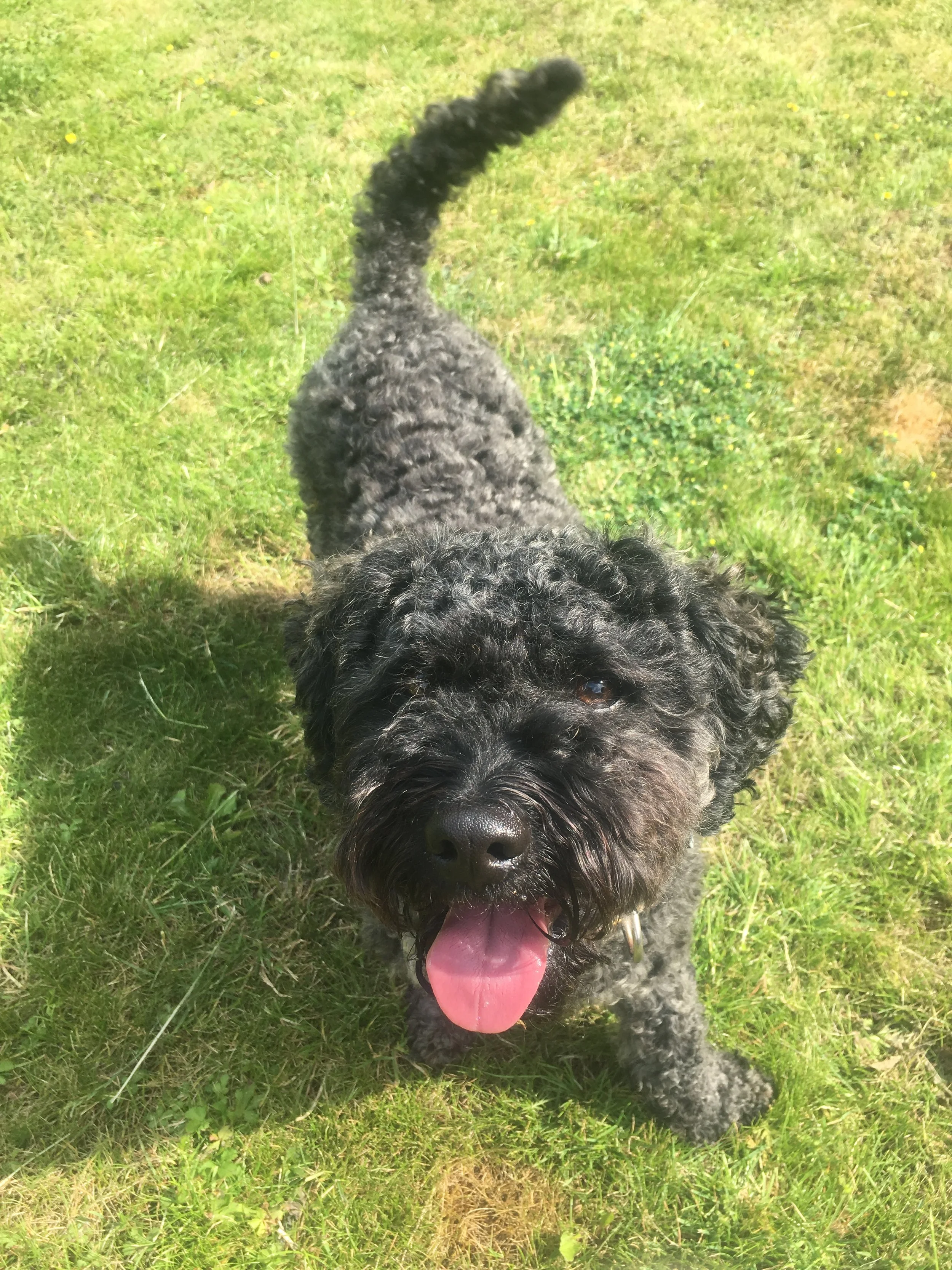 Oscar