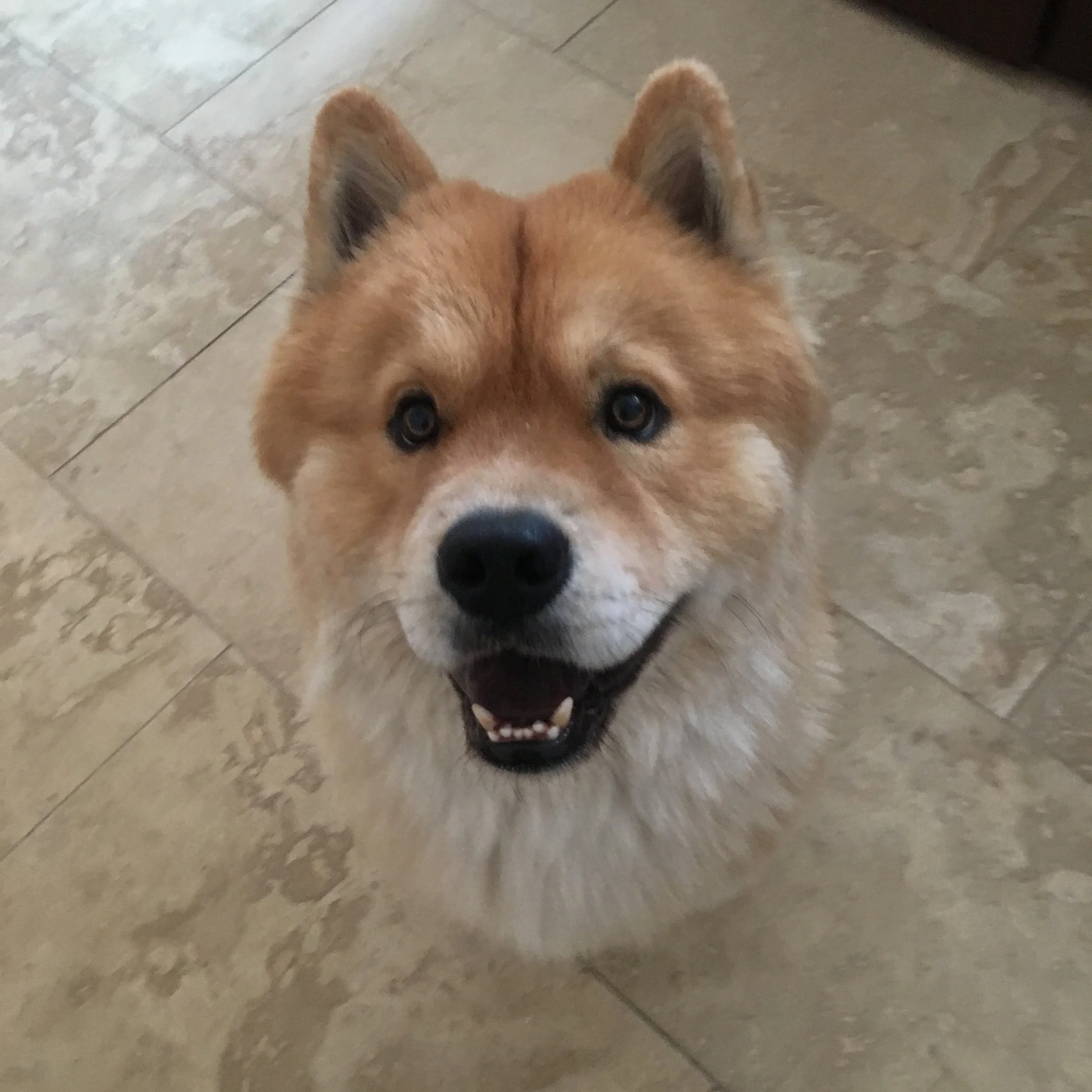 Hugo