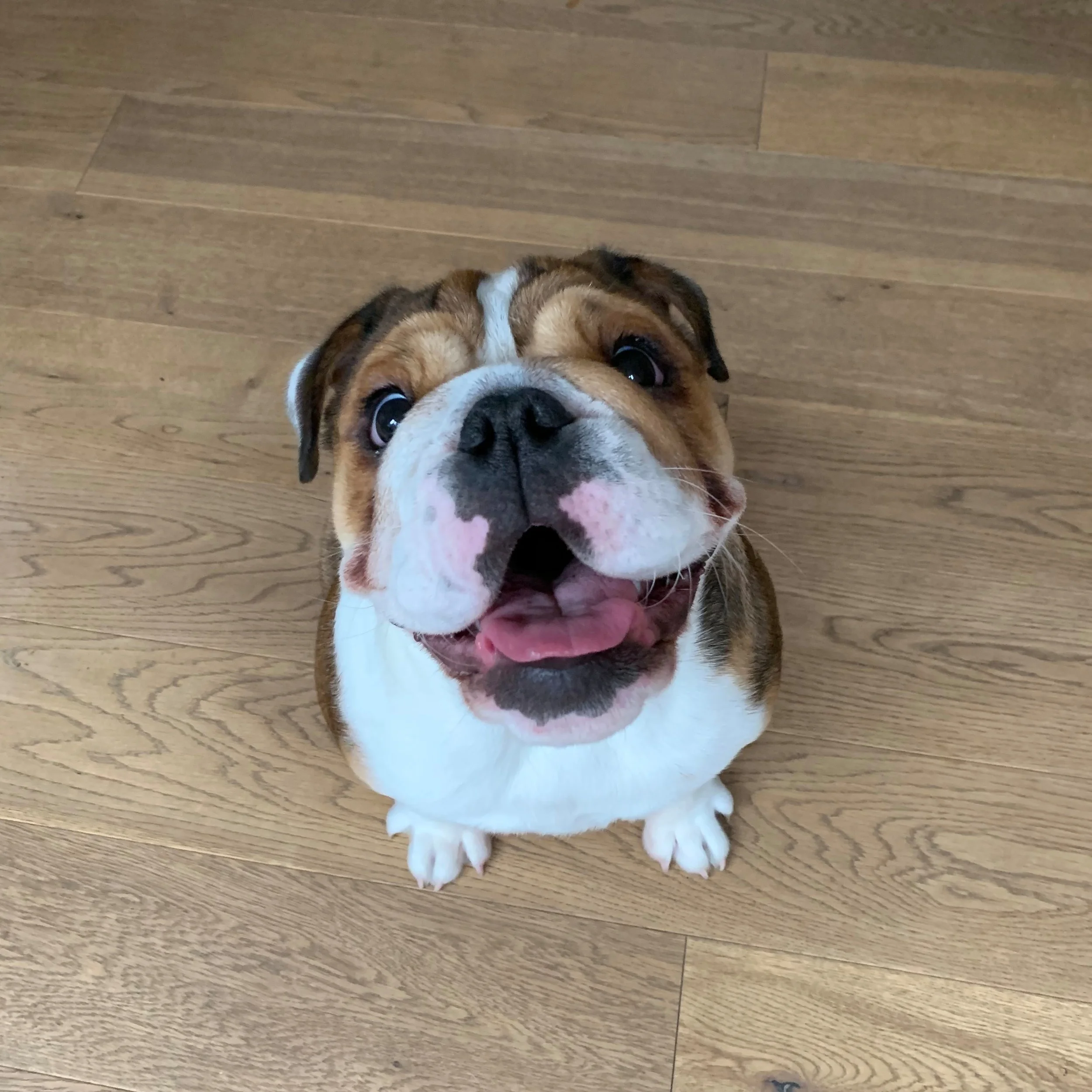Lola