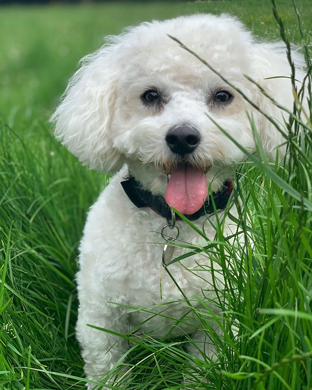 Alfie 🐾 #bichonfrise #elliesdoggyadventure #dogsofinstagram