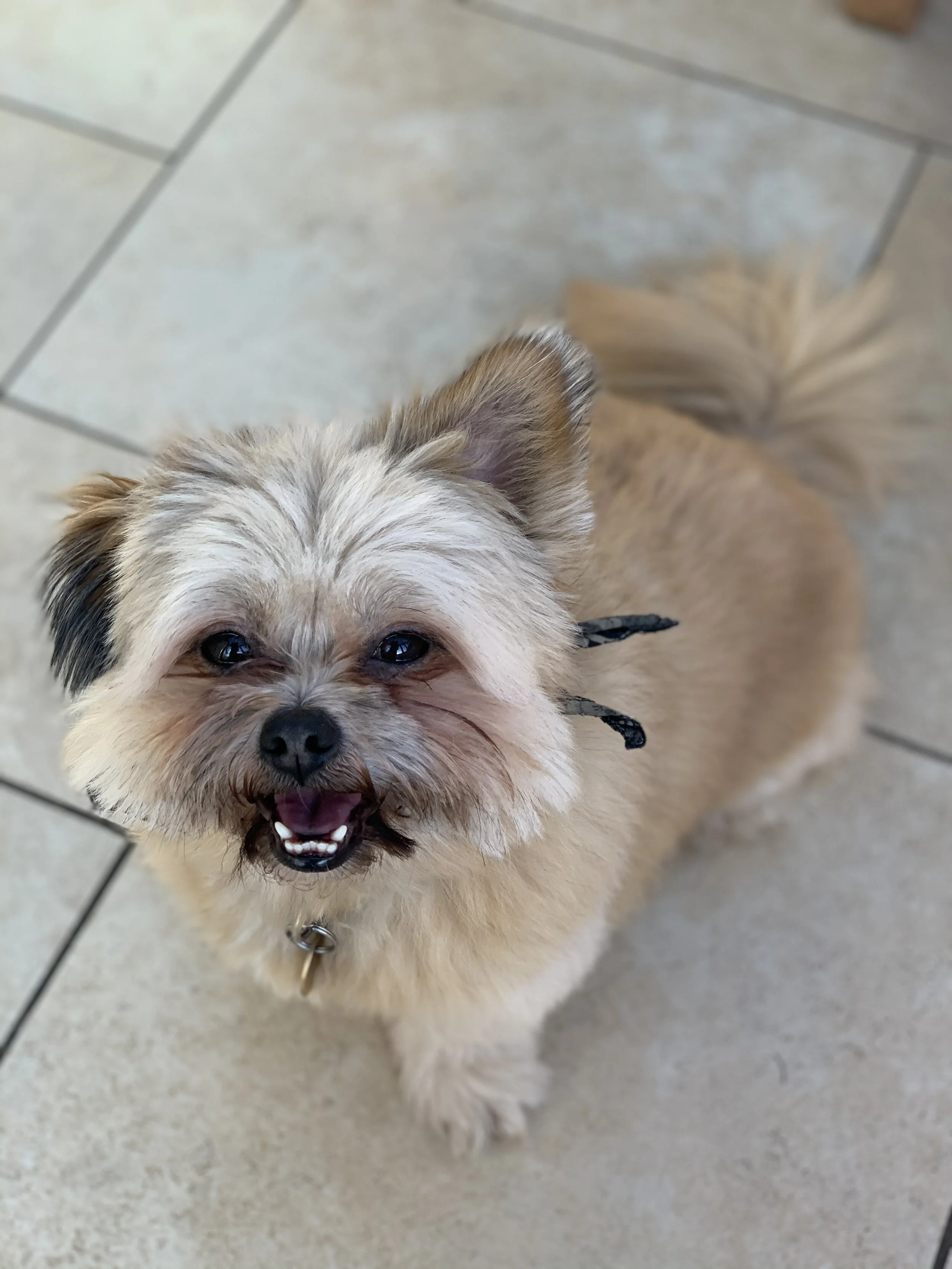 Benji
